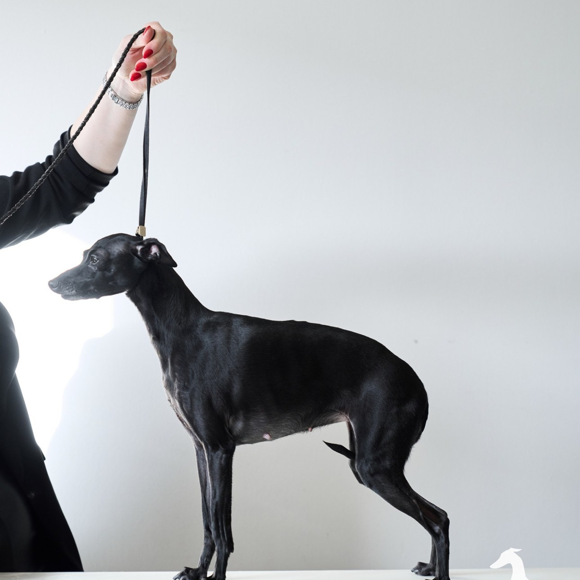 Asti Sapphire Eveline Fler-De-Lys. Профессиональный питомник левреток РКФ/FCI ASTI SAPPHIRE 💎 Сочи|Санкт-Петербург