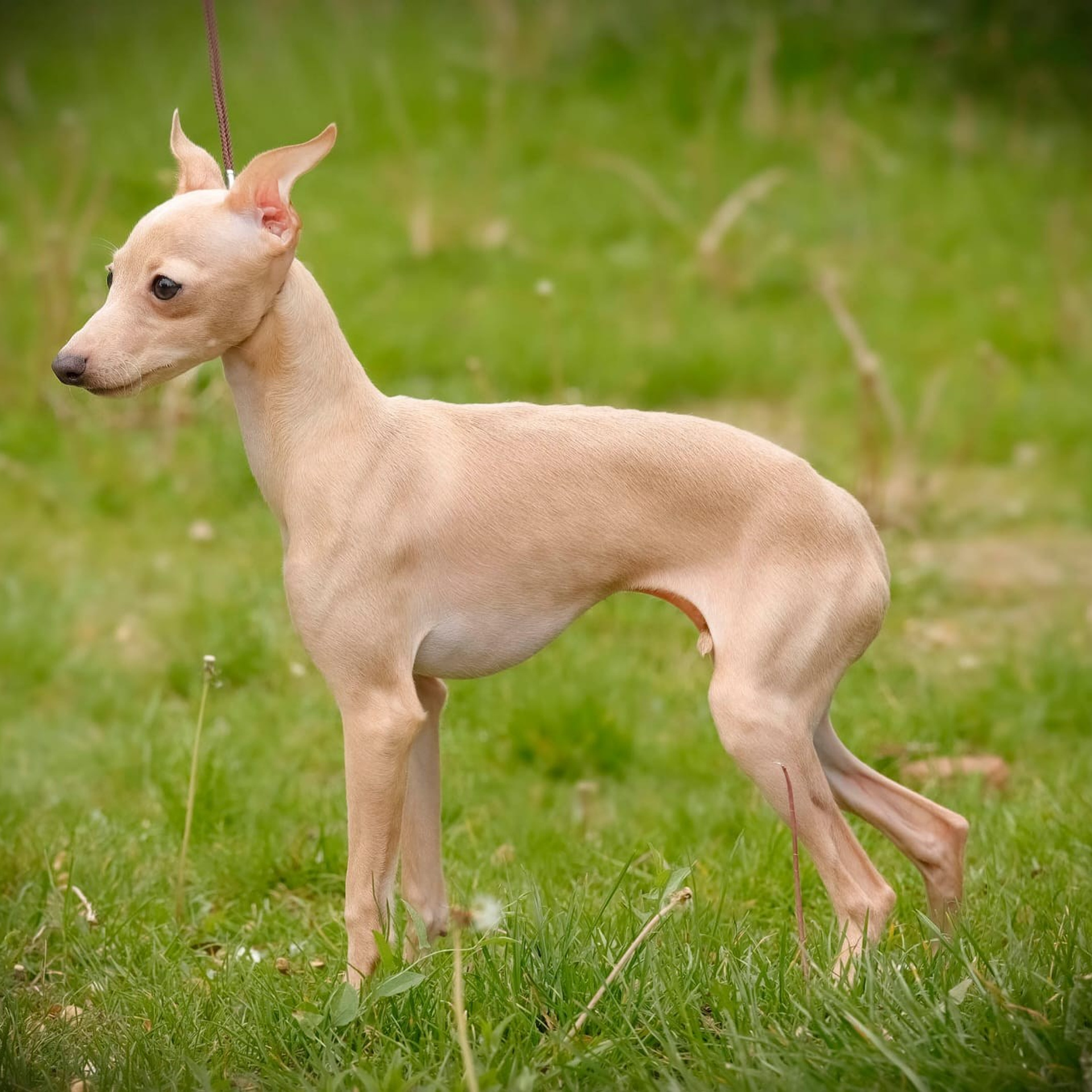 Кремовая девочка. Professional Italian Greyhound Kennel RKF/FCI ASTI SAPPHIRE 💎 Sochi|St. Petersburg