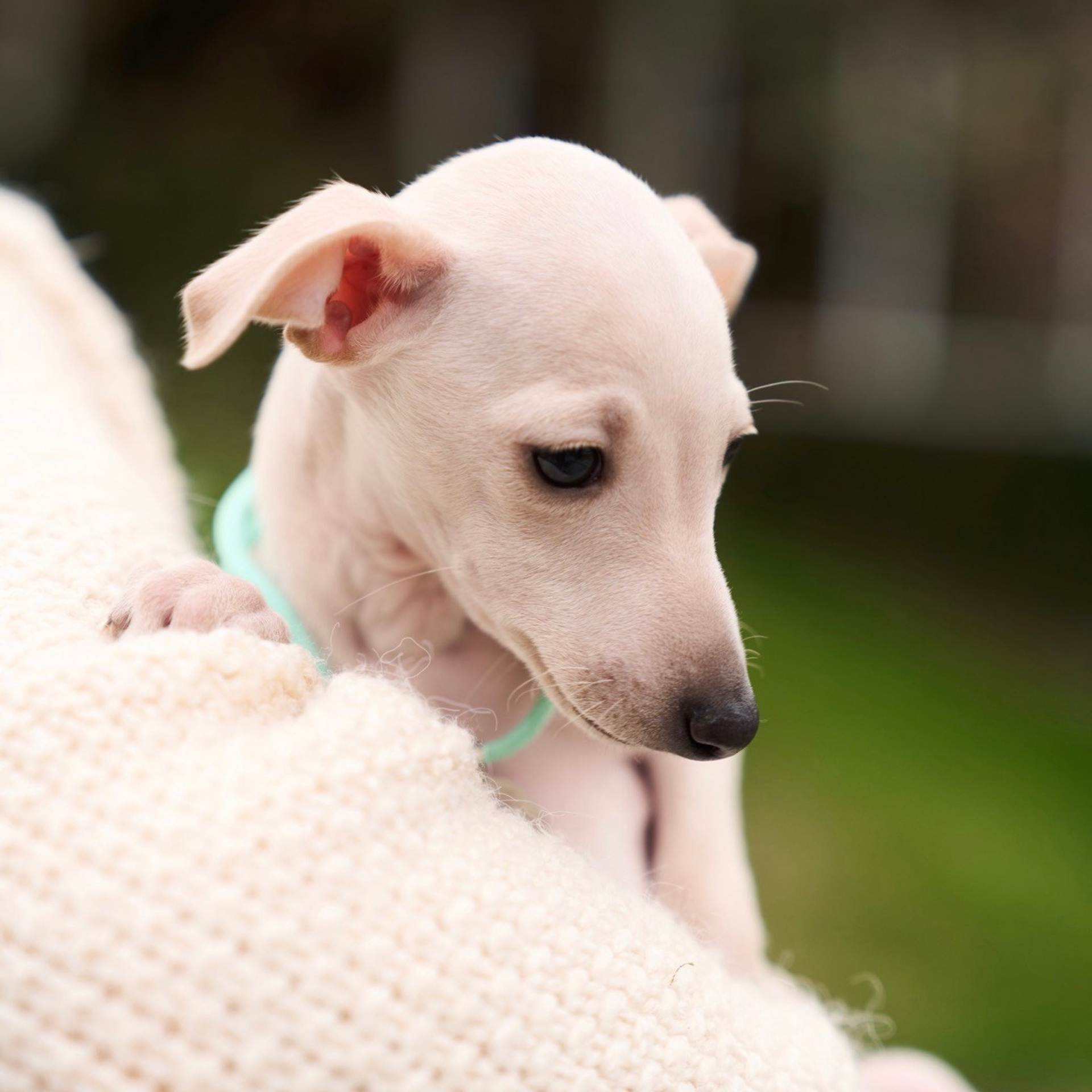 Асти Сапфире Мадмуазель Дива. Профессиональный питомник левреток РКФ/FCI ASTI SAPPHIRE 💎 Сочи|Санкт-Петербург