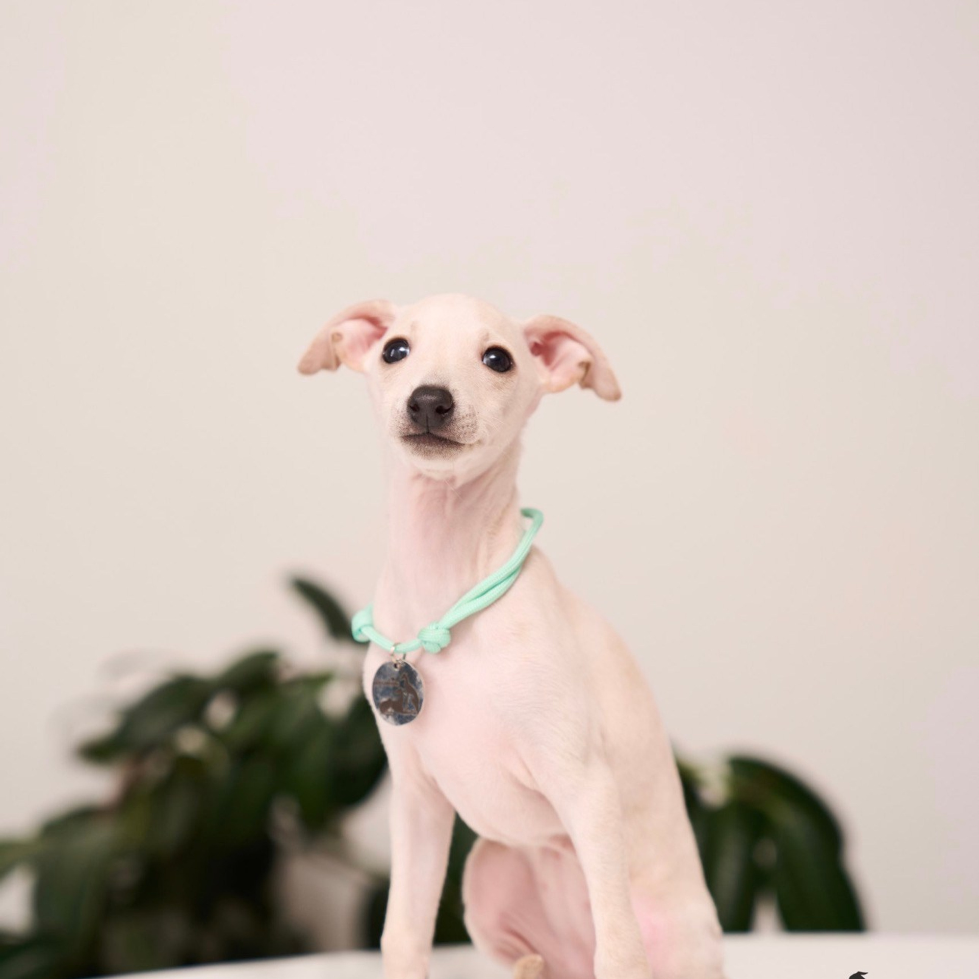 Асти Сапфире Мадмуазель Дива. Профессиональный питомник левреток РКФ/FCI ASTI SAPPHIRE 💎 Сочи|Санкт-Петербург