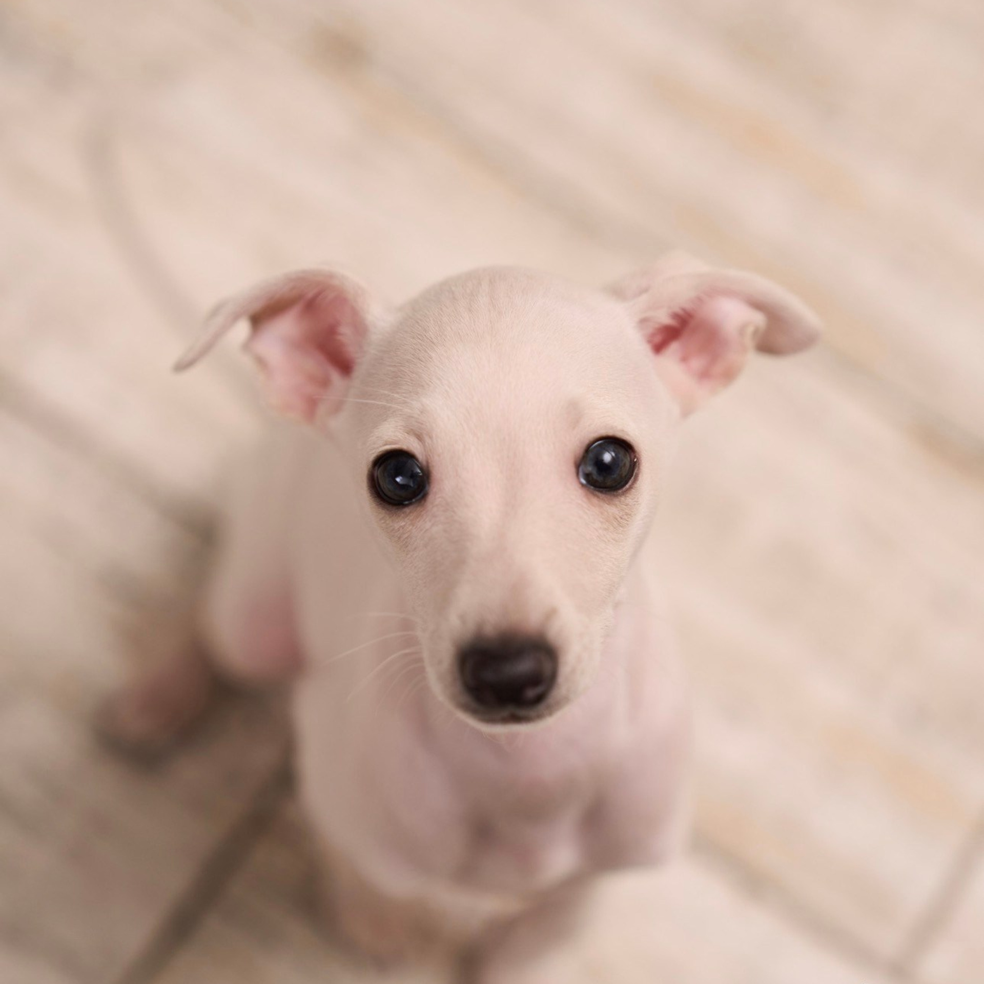 Асти Сапфире Мадмуазель Дива. Профессиональный питомник левреток РКФ/FCI ASTI SAPPHIRE 💎 Сочи|Санкт-Петербург