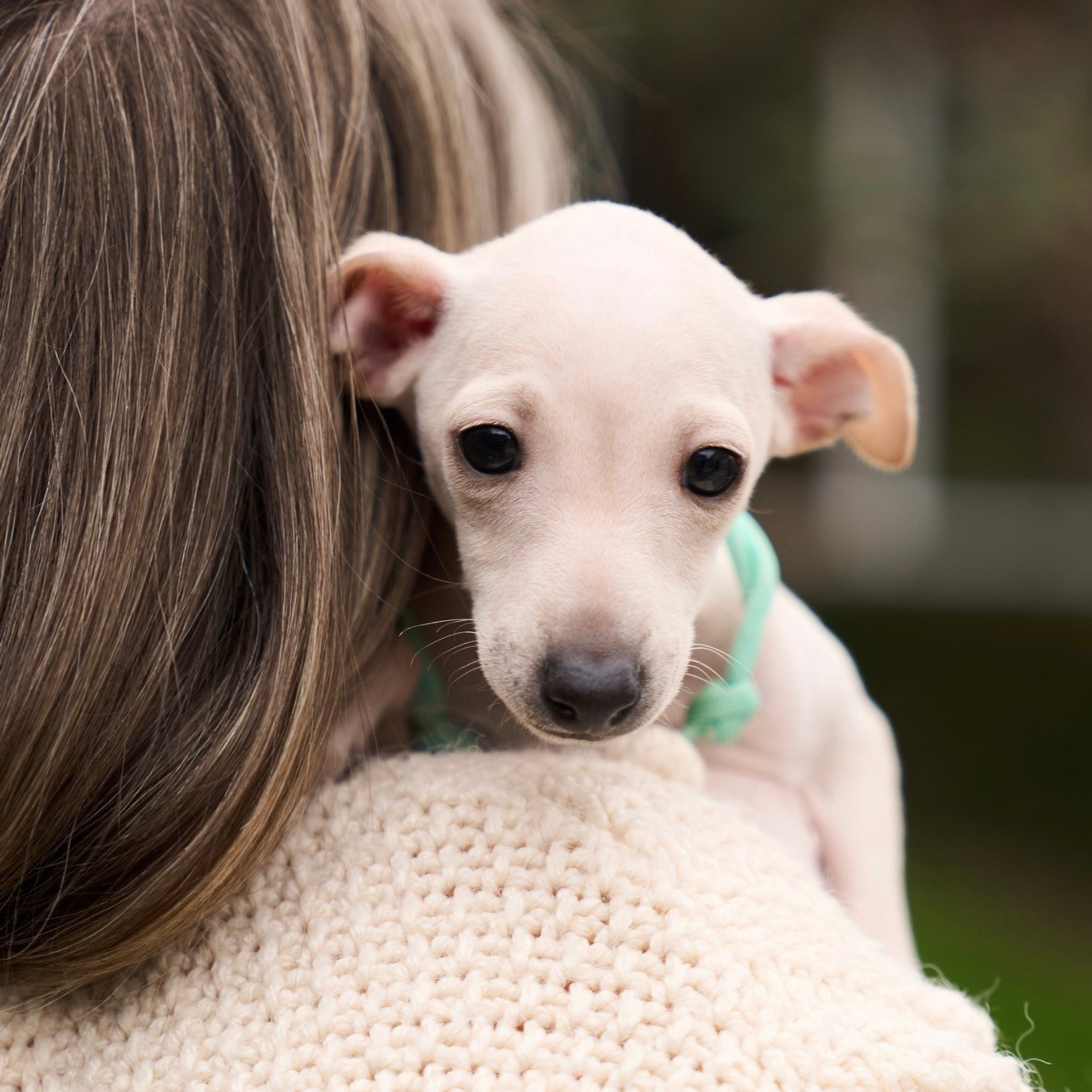 Асти Сапфире Мадмуазель Дива. Профессиональный питомник левреток РКФ/FCI ASTI SAPPHIRE 💎 Сочи|Санкт-Петербург