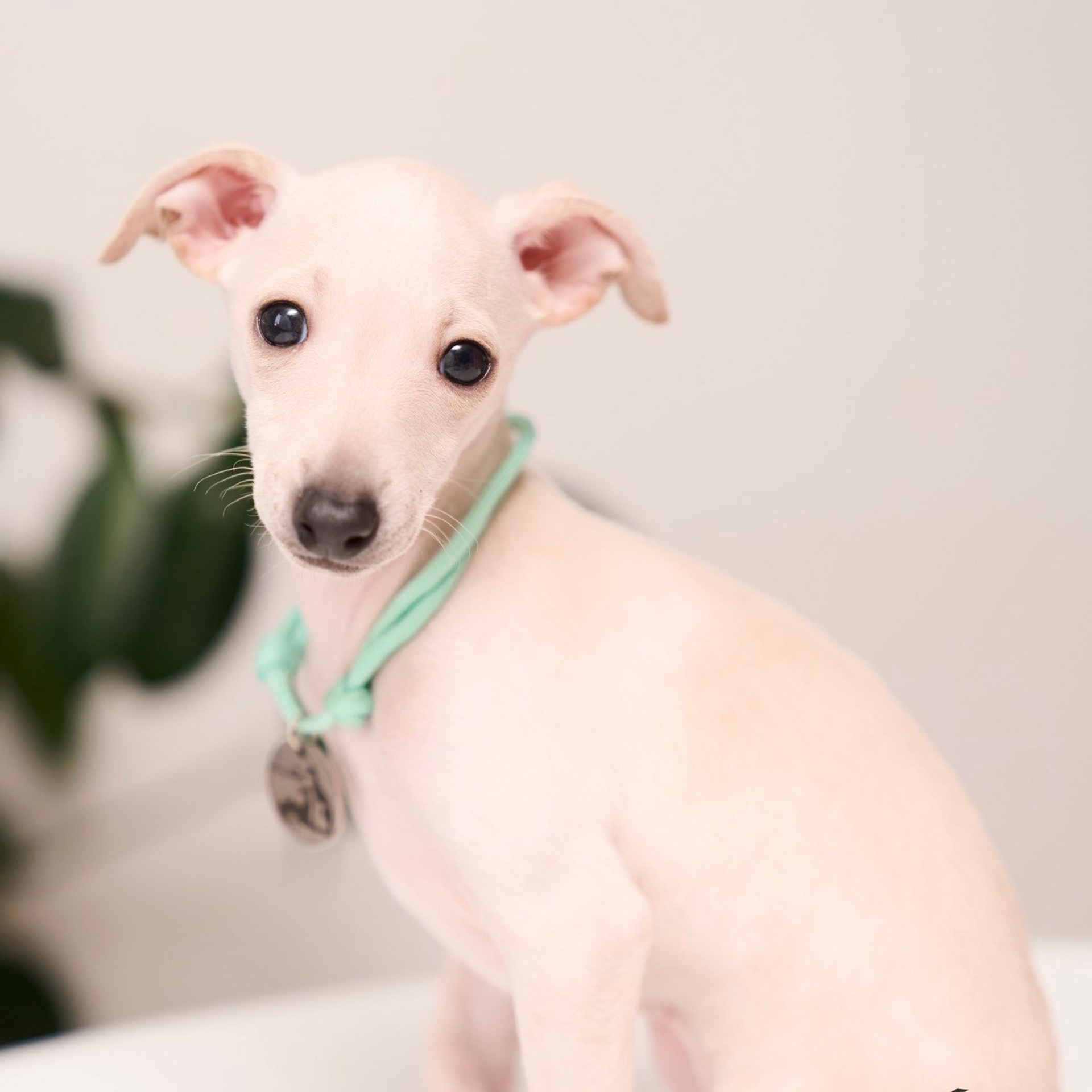 Асти Сапфире Мадмуазель Дива. Профессиональный питомник левреток РКФ/FCI ASTI SAPPHIRE 💎 Сочи|Санкт-Петербург