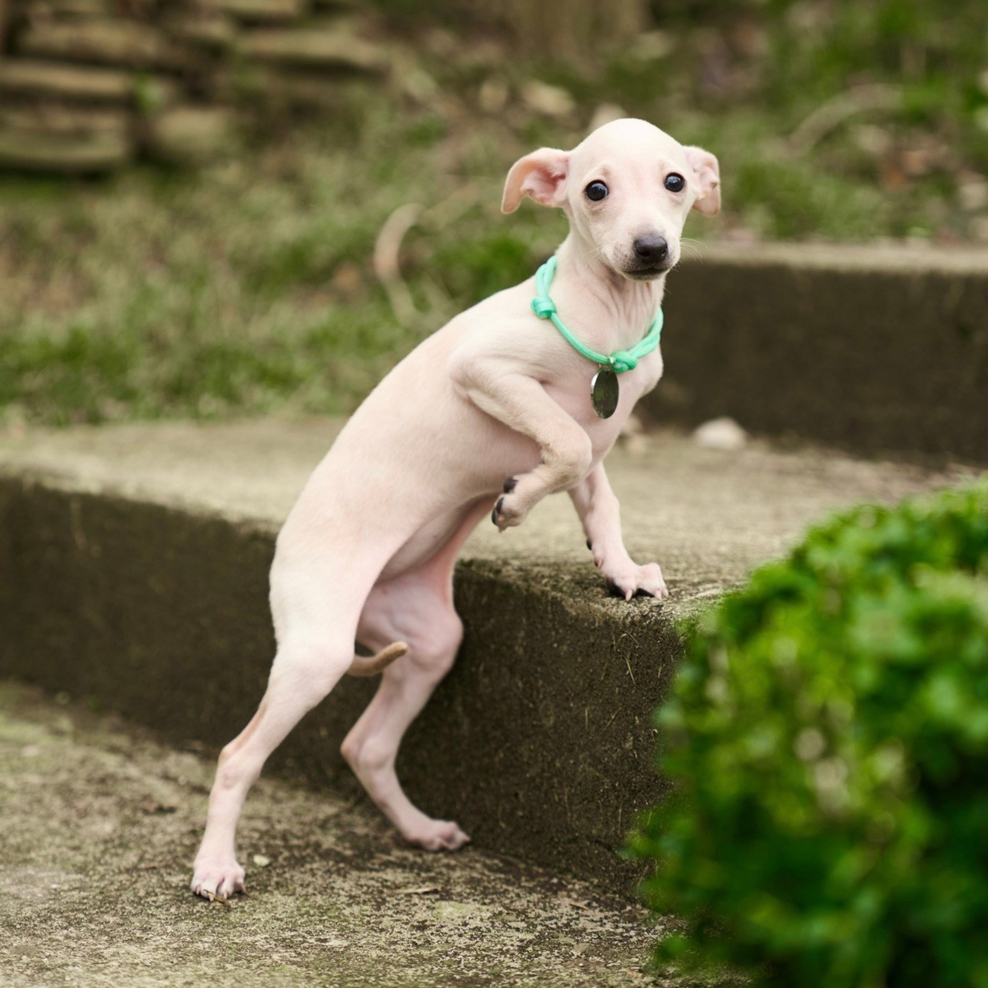 Асти Сапфире Мадмуазель Дива. Профессиональный питомник левреток РКФ/FCI ASTI SAPPHIRE 💎 Сочи|Санкт-Петербург