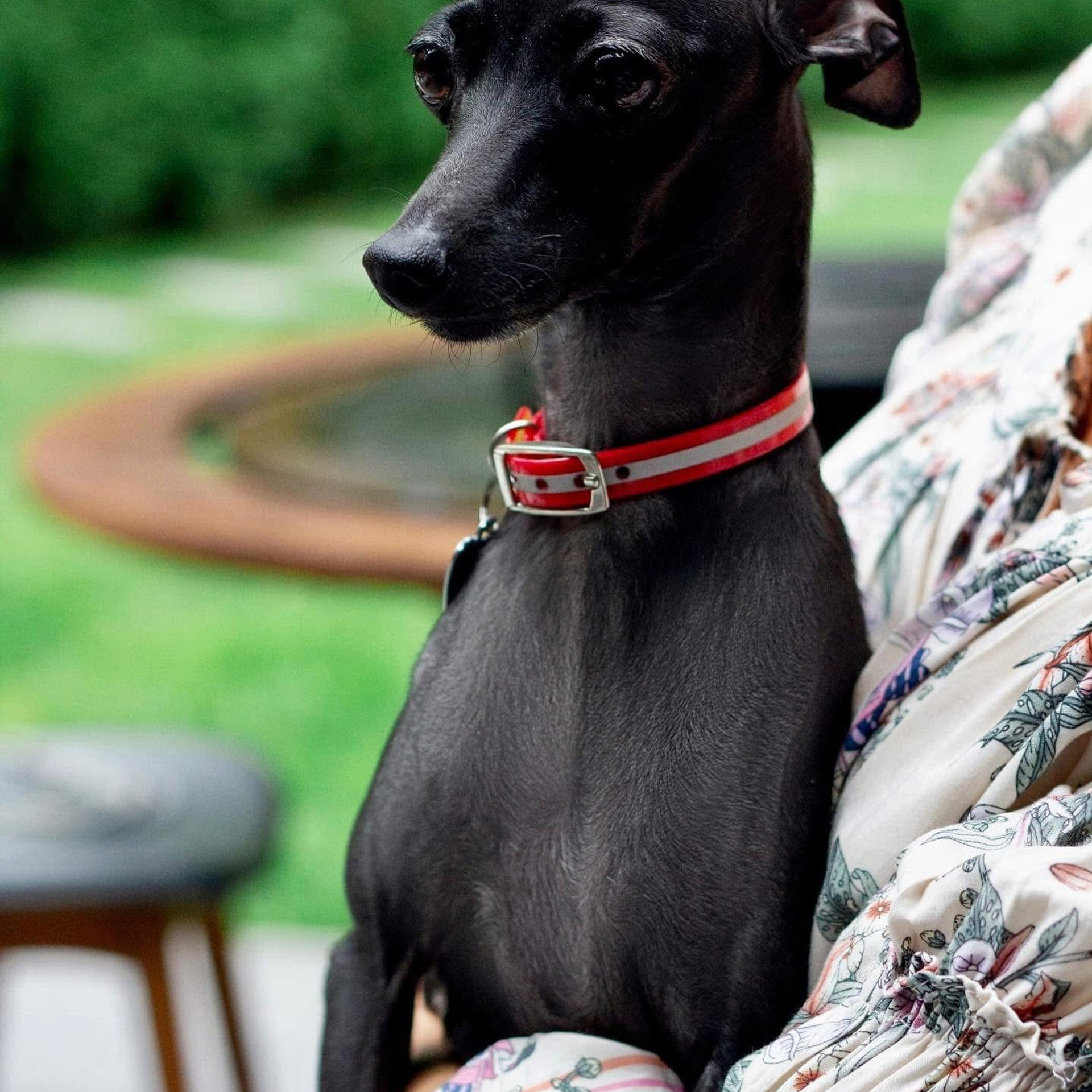 LYCORIS DREAMS BLUE DIAMOND «Evian». Профессиональный питомник левреток РКФ/FCI ASTI SAPPHIRE 💎 Сочи|Санкт-Петербург