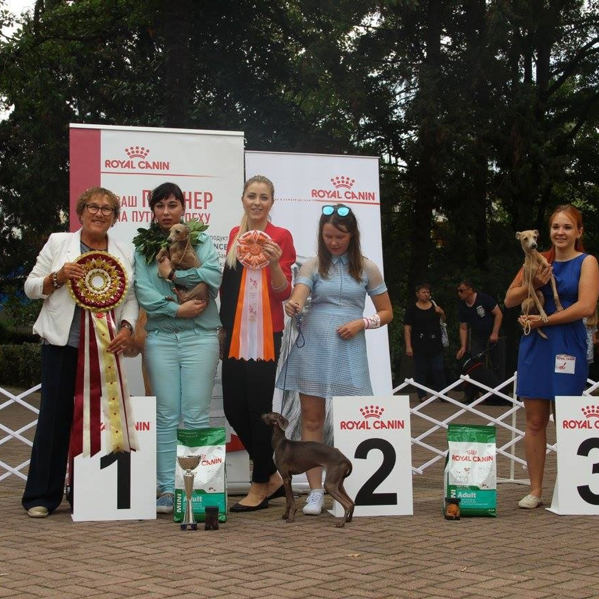 Выставочная карьера левреток из питомника РКФ/FCI Asti Sapphire. Профессиональный питомник левреток РКФ/FCI ASTI SAPPHIRE 💎 Сочи|Санкт-Петербург