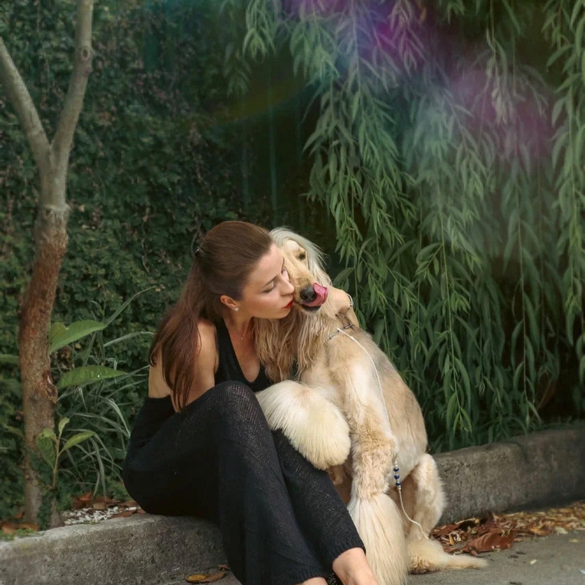 Asti Sapphire Olympia. Профессиональный питомник левреток РКФ/FCI ASTI SAPPHIRE 💎 Сочи|Санкт-Петербург