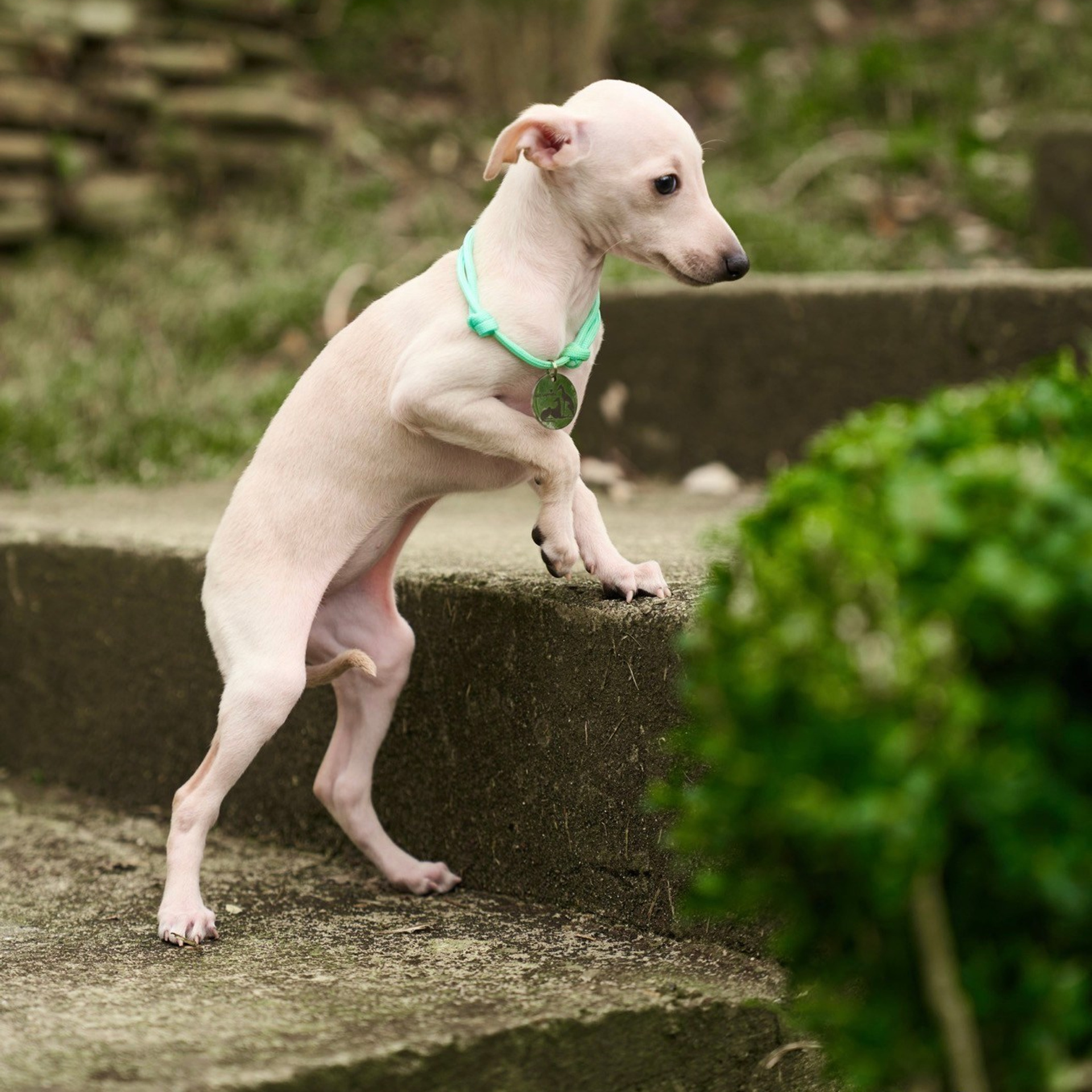 Асти Сапфире Мадмуазель Дива. Профессиональный питомник левреток РКФ/FCI ASTI SAPPHIRE 💎 Сочи|Санкт-Петербург