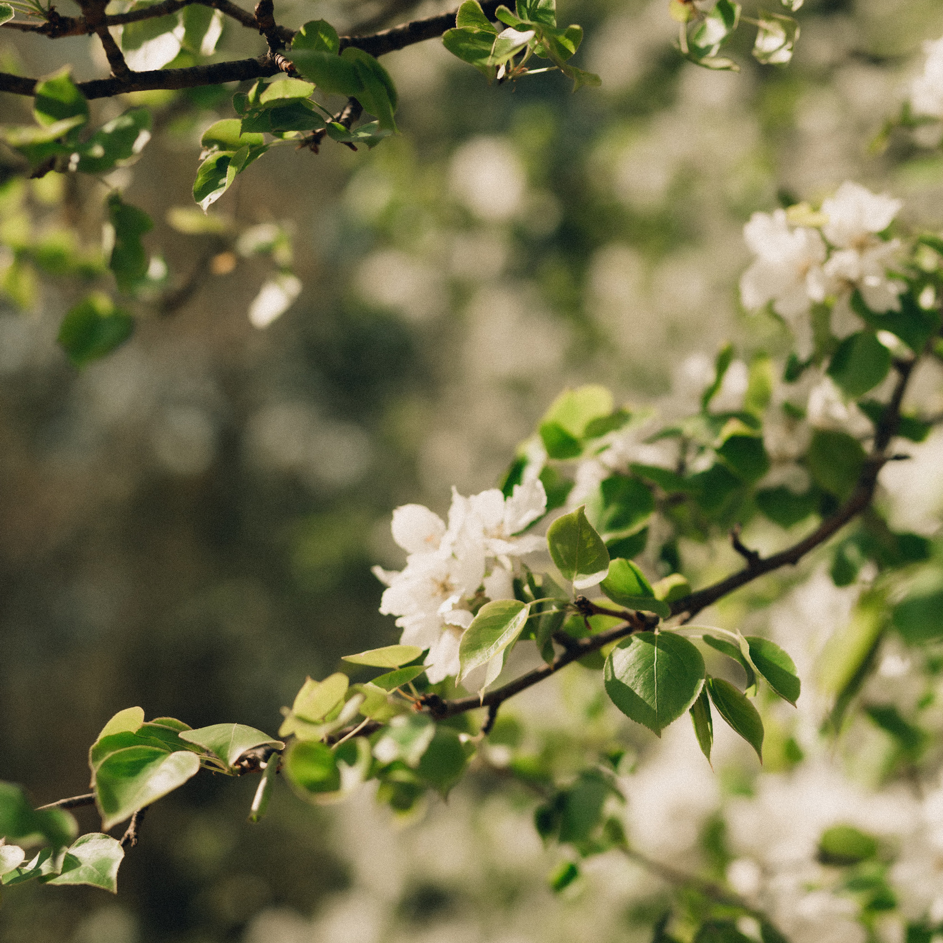 Отзывы. Семейный фотограф в Казани Рузалина Гафурова