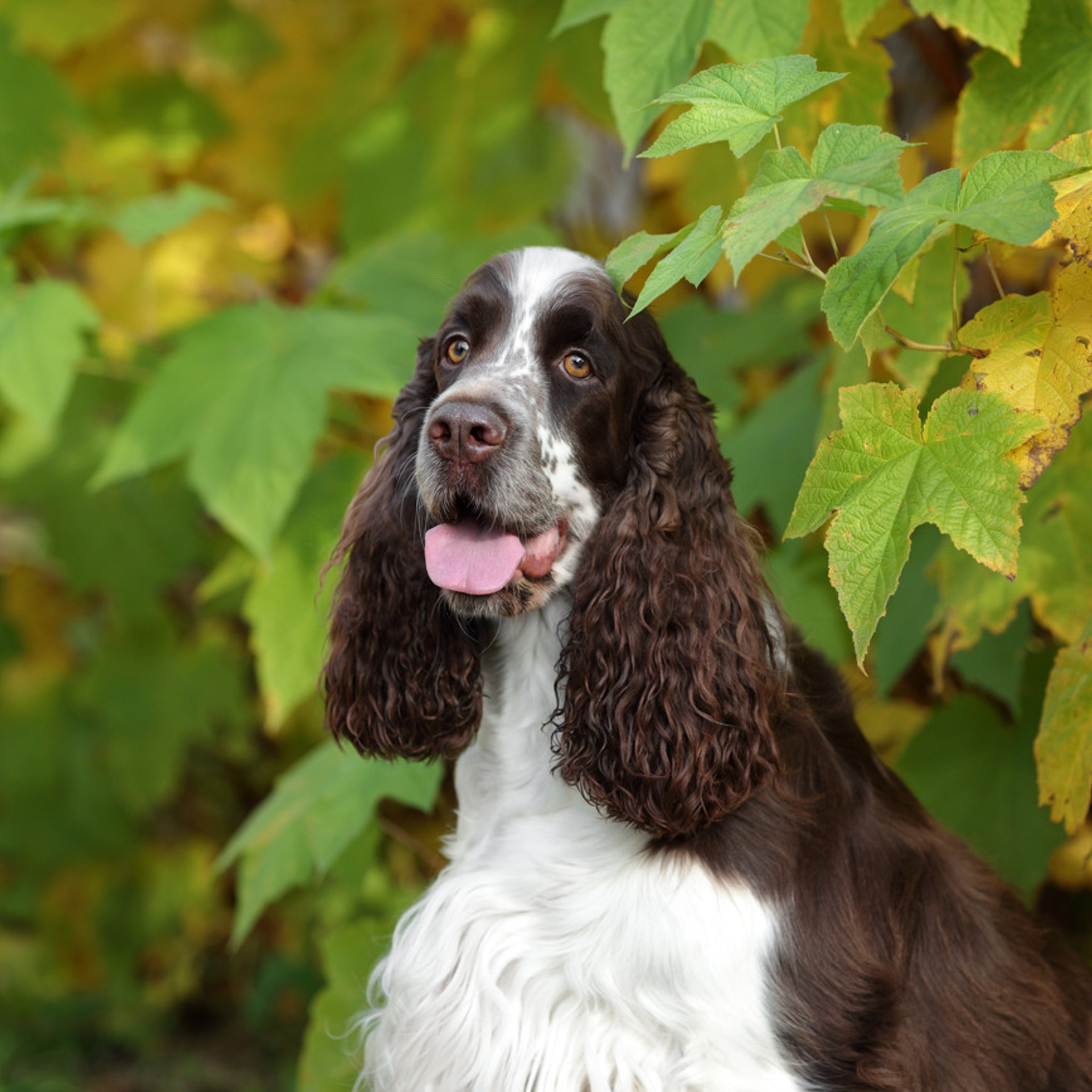 Отзывы. Профессиональная фотосъемка домашних животных в Санкт-Петербурге. Фото
