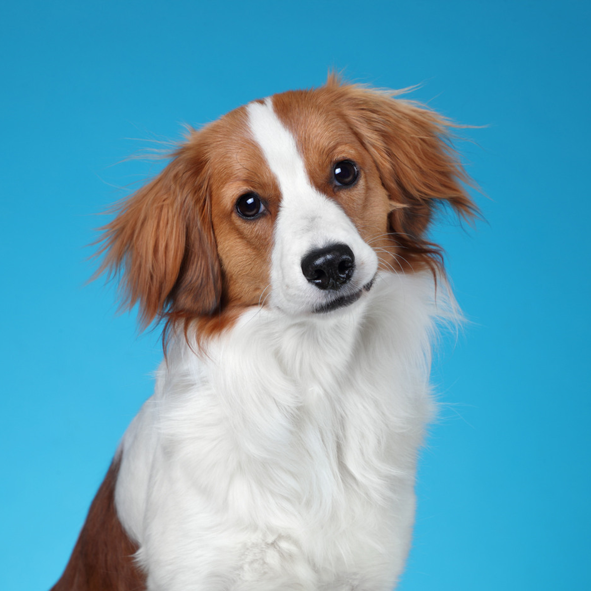 Отзывы. Профессиональная фотосъемка домашних животных в Санкт-Петербурге. Фото