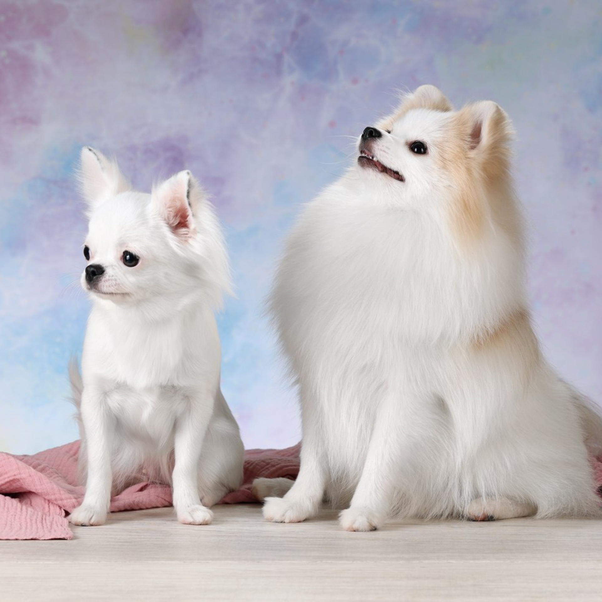 Отзывы. Профессиональная фотосъемка домашних животных в Санкт-Петербурге. Фото