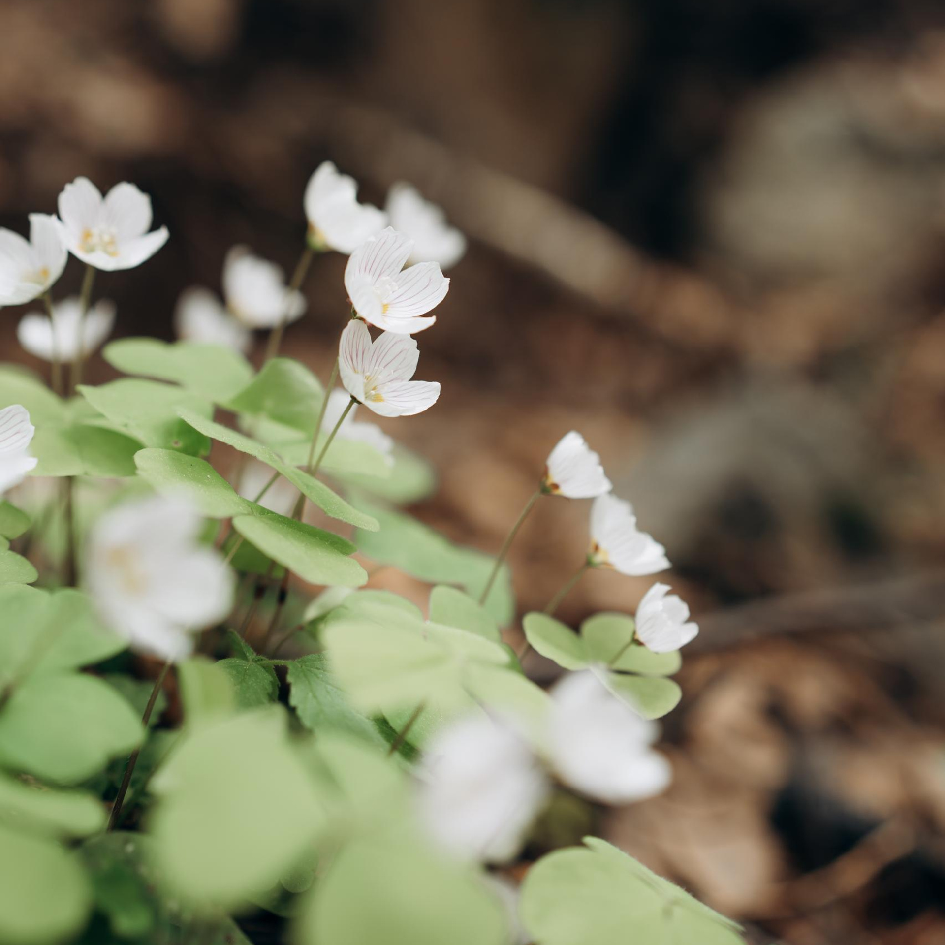 Отзывы. Фотограф в Сортавала Антонина Музалева