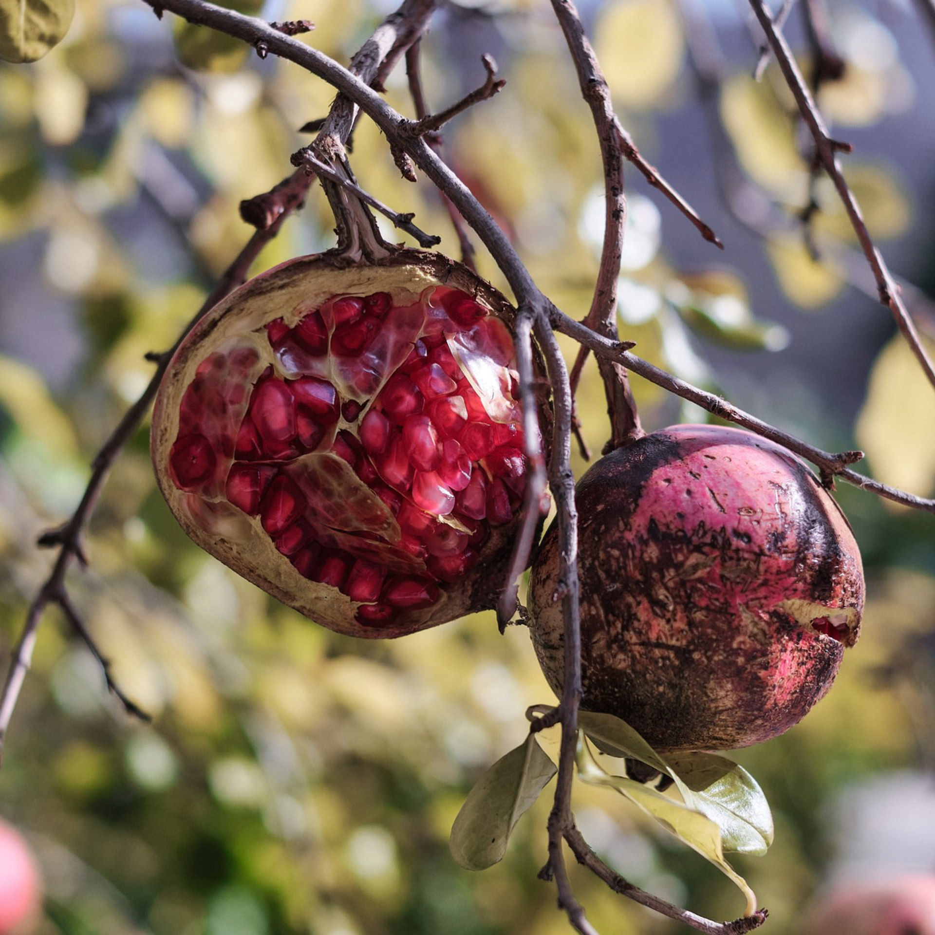 Reviews. Aleksandr Kobtsev