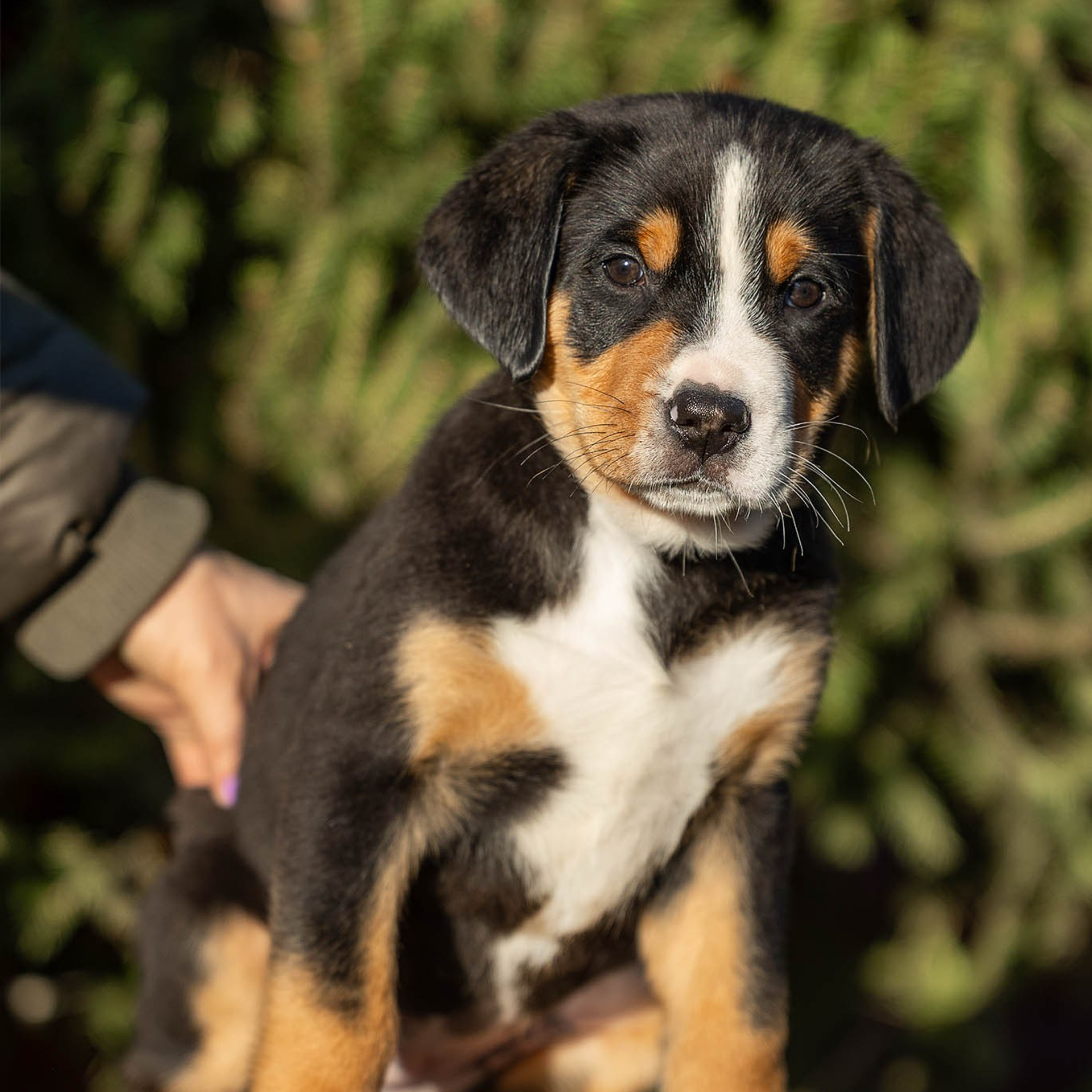 Щенки зенненхунда. Питомник Больших Швейцарских Зенненхундов в Калужской области