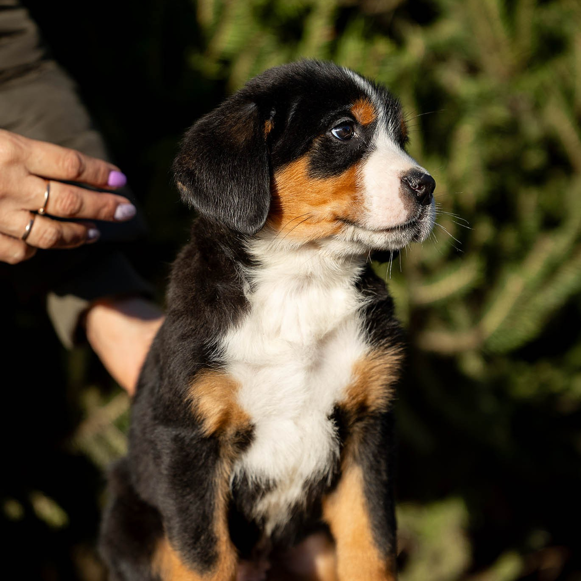 Щенки зенненхунда. Питомник Больших Швейцарских Зенненхундов в Калужской области