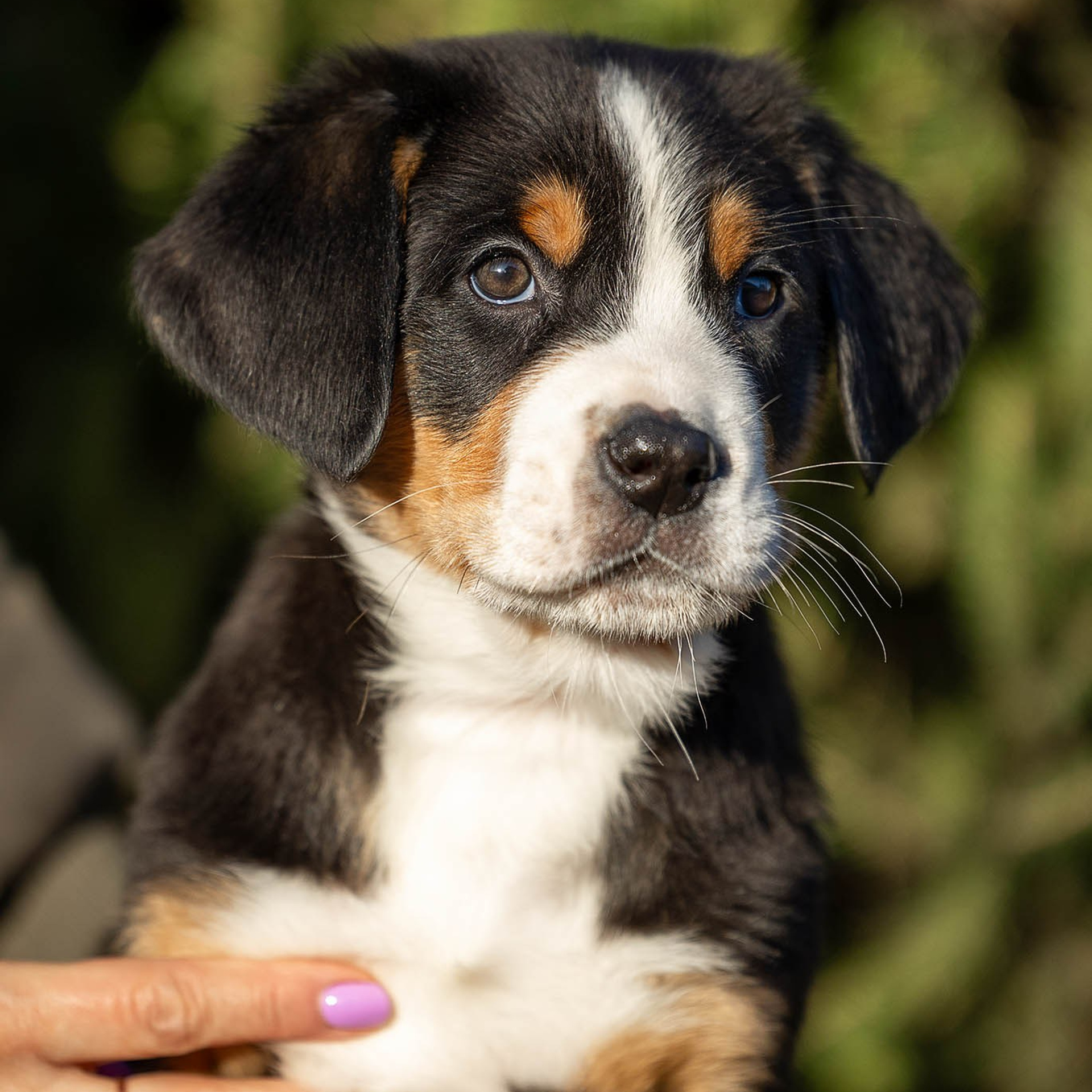 Щенки зенненхунда. Питомник Больших Швейцарских Зенненхундов в Калужской области