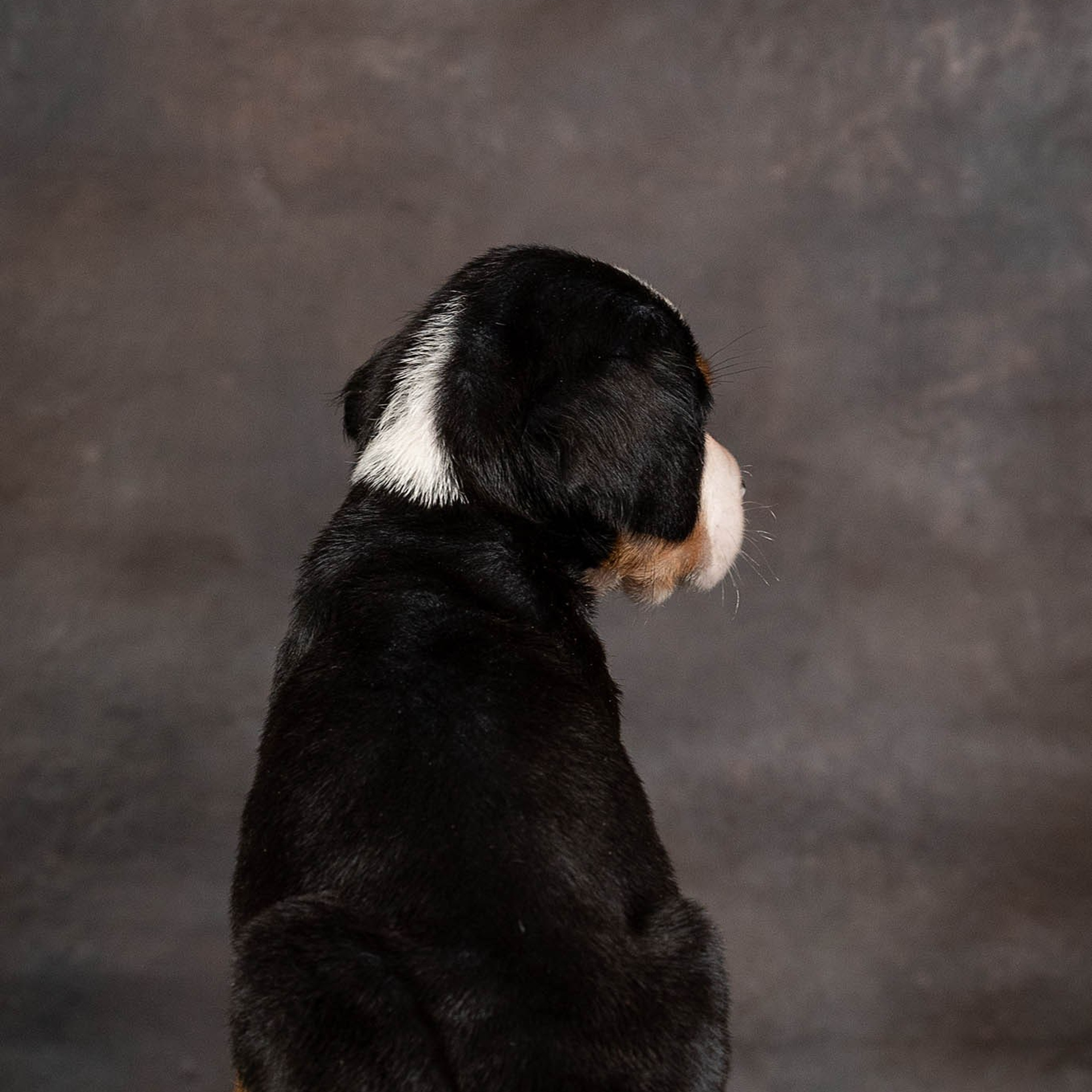 Щенки зенненхунда. Питомник Больших Швейцарских Зенненхундов в Калужской области