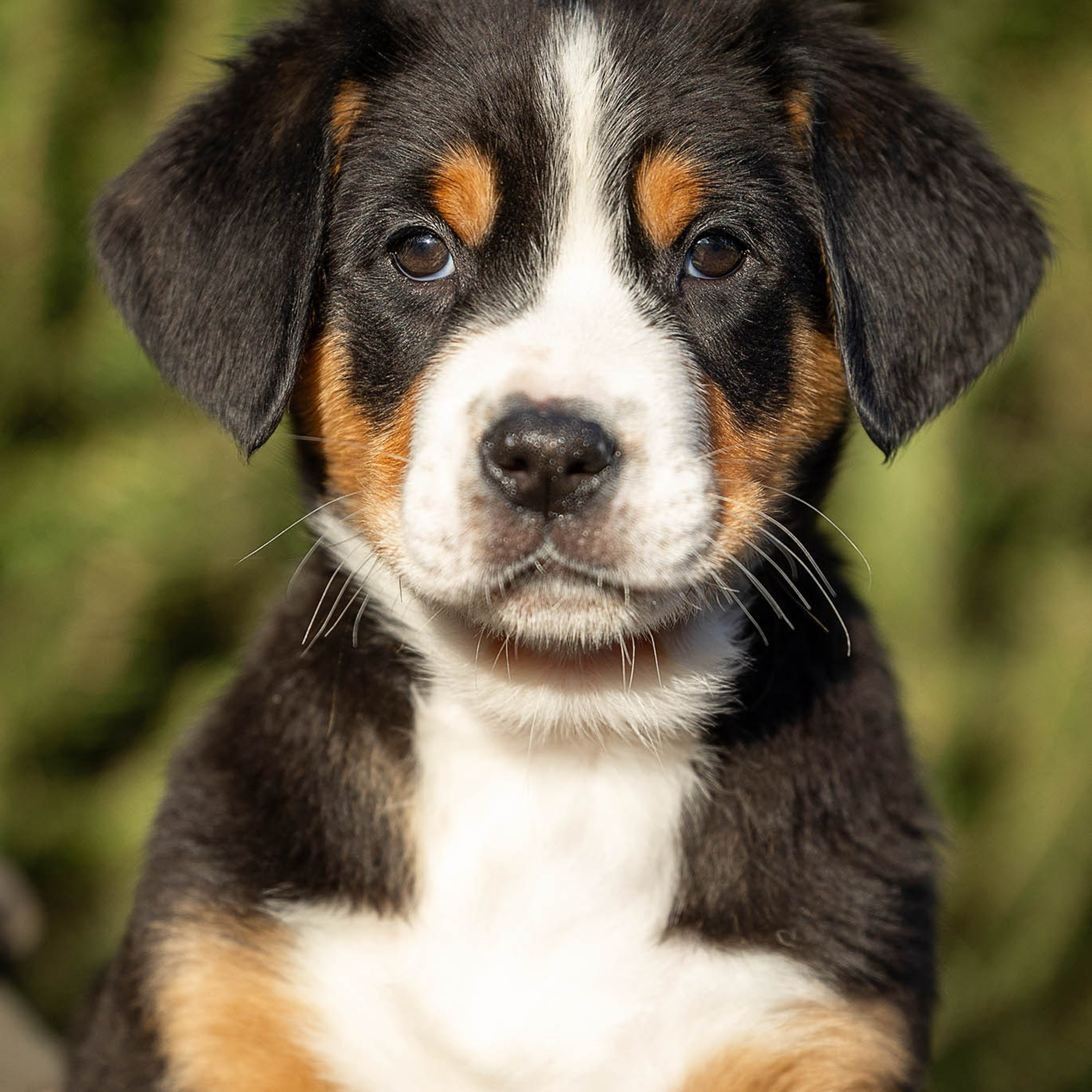 Щенки зенненхунда. Питомник Больших Швейцарских Зенненхундов в Калужской области