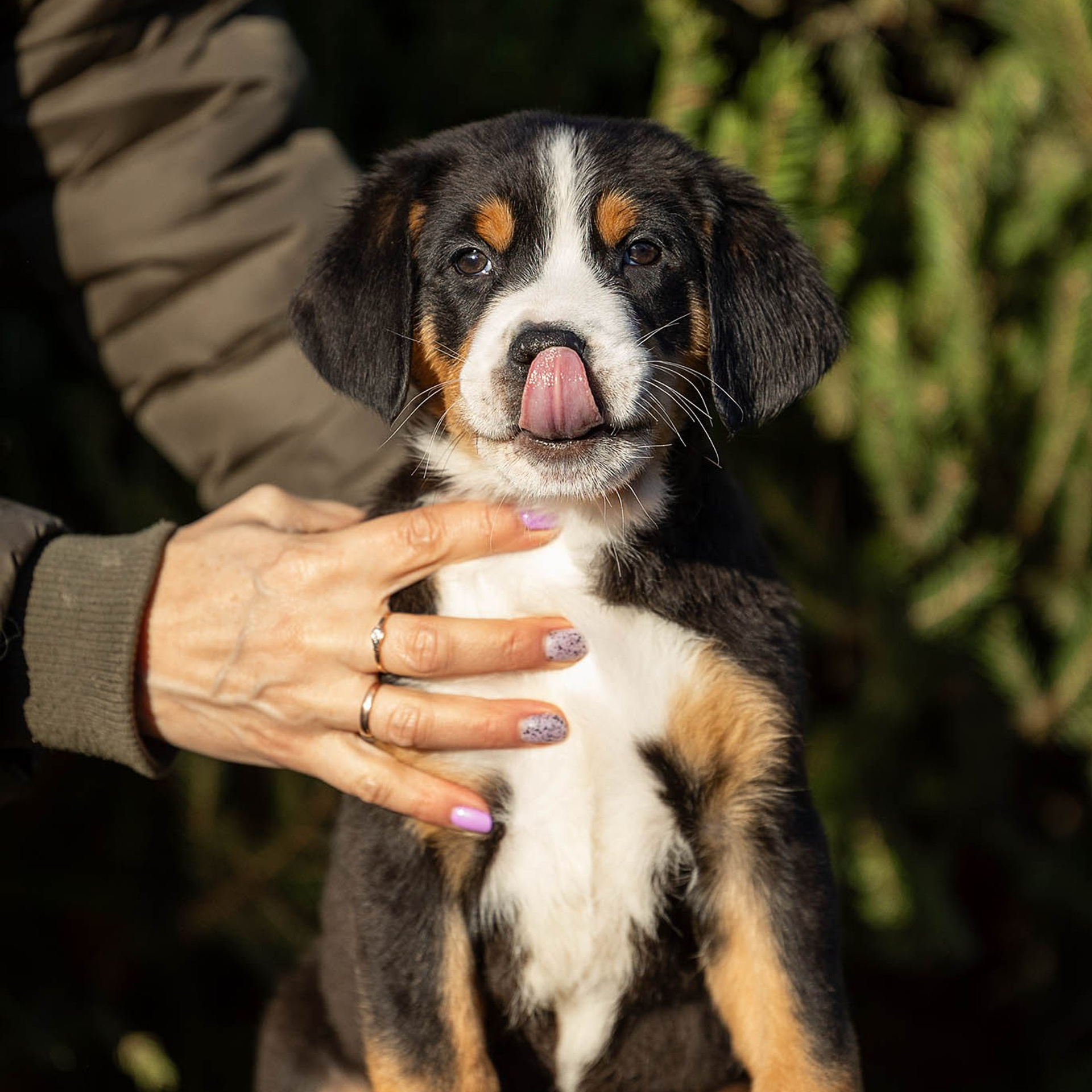 Щенки зенненхунда. Питомник Больших Швейцарских Зенненхундов в Калужской области