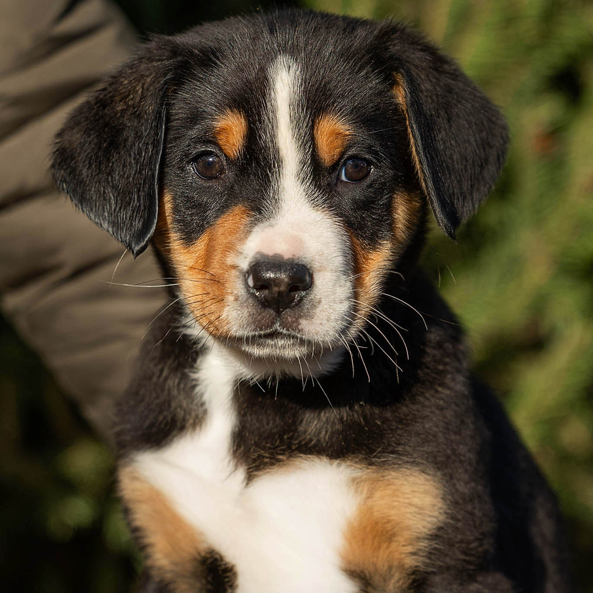 Щенки зенненхунда. Питомник Больших Швейцарских Зенненхундов в Калужской области