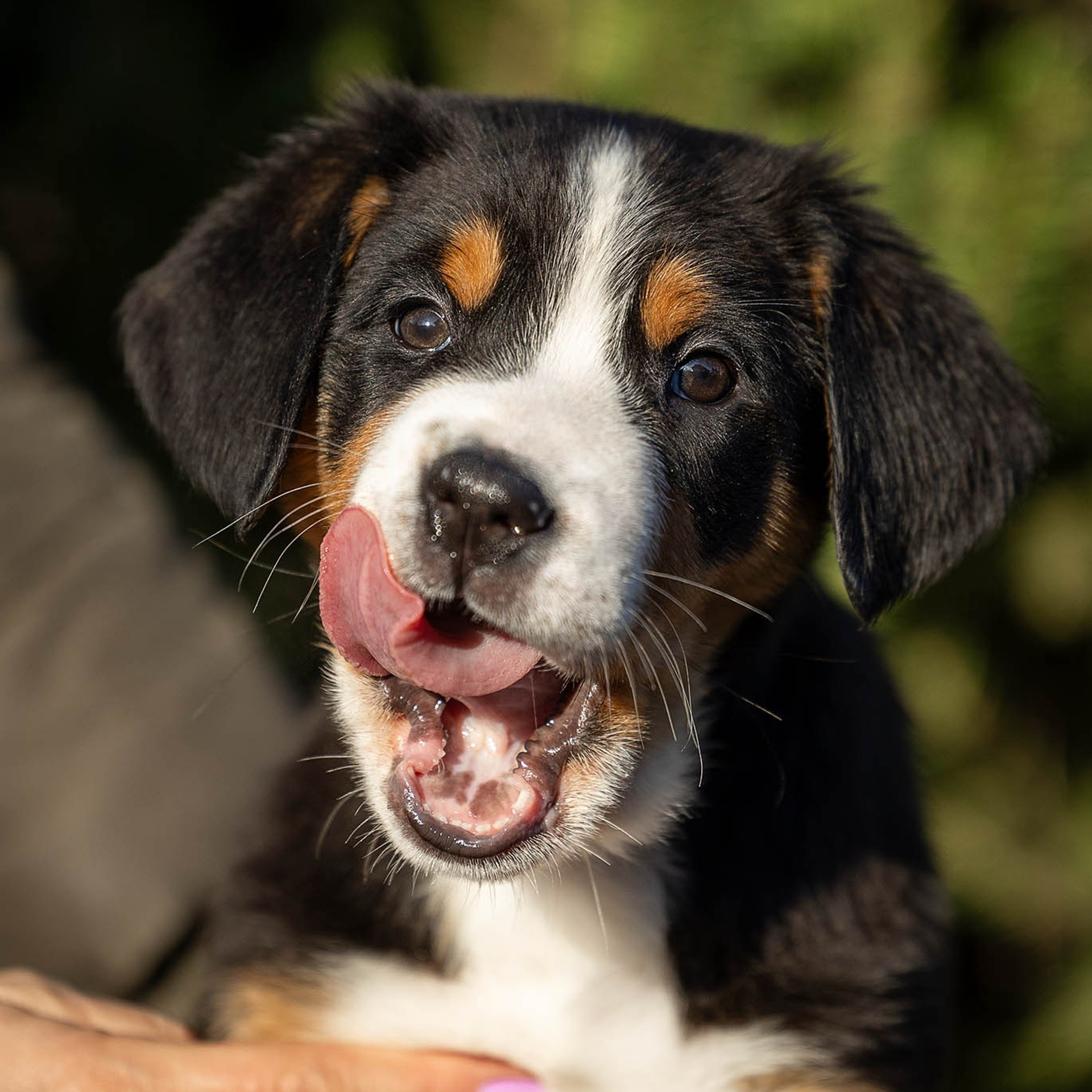 Щенки зенненхунда. Питомник Больших Швейцарских Зенненхундов в Калужской области