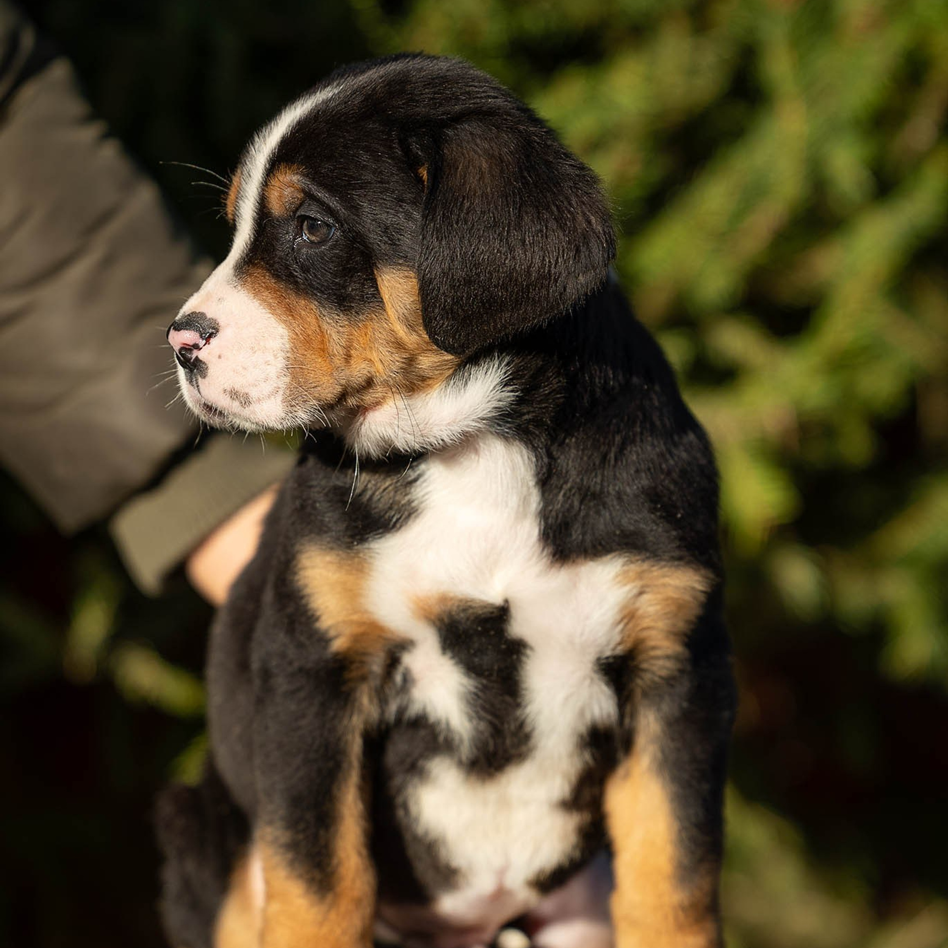 Щенки зенненхунда. Питомник Больших Швейцарских Зенненхундов в Калужской области