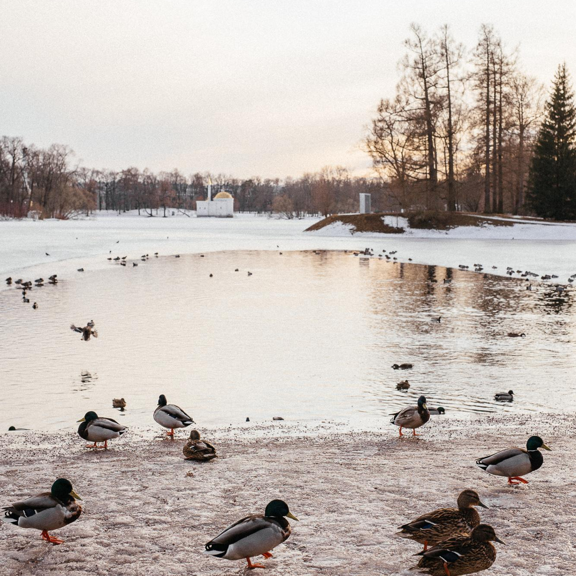 Как добраться до Царского Села из Санкт-Петербурга