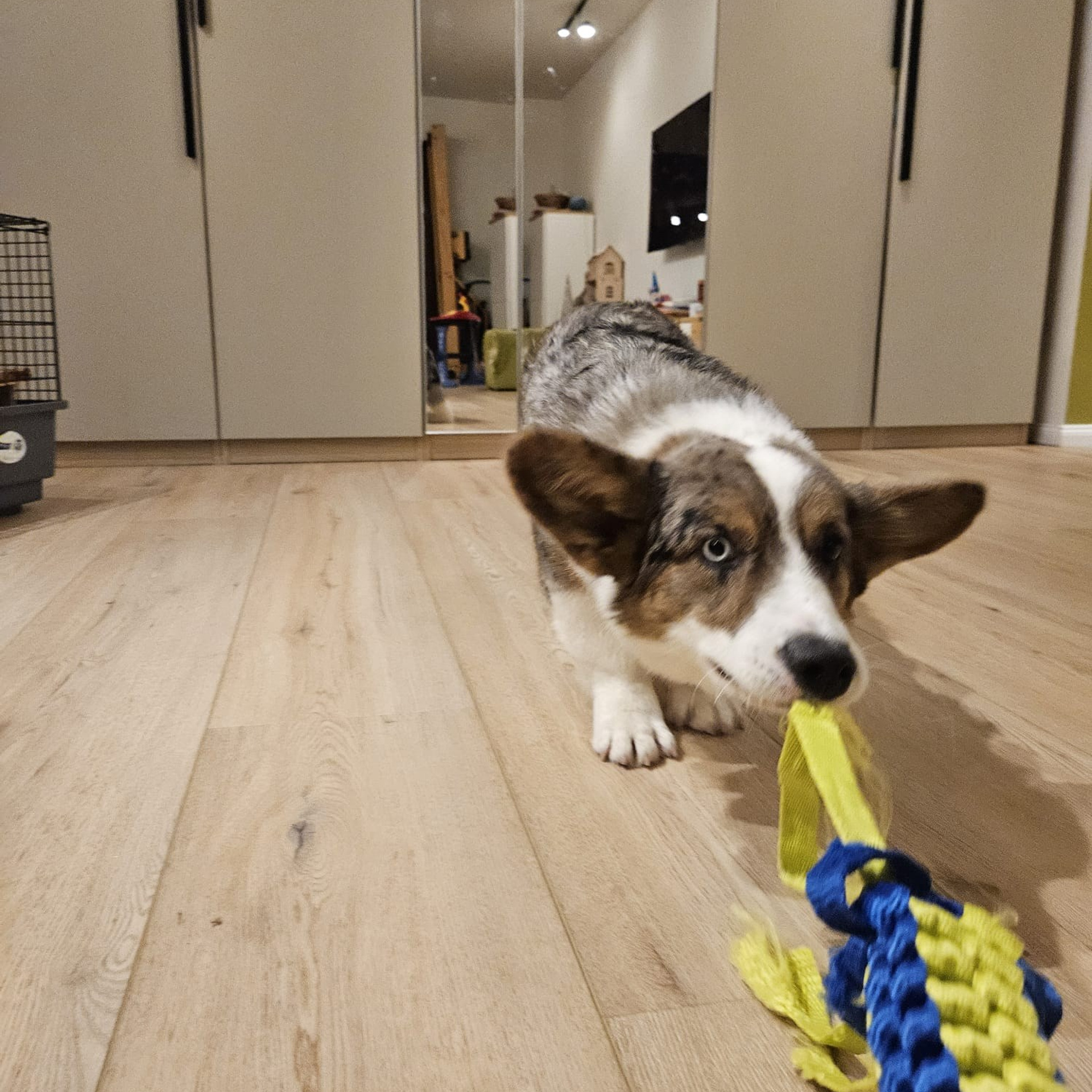 Отзывы. Ice Fantasy kennel: professional breeding of Siberian huskies and wels