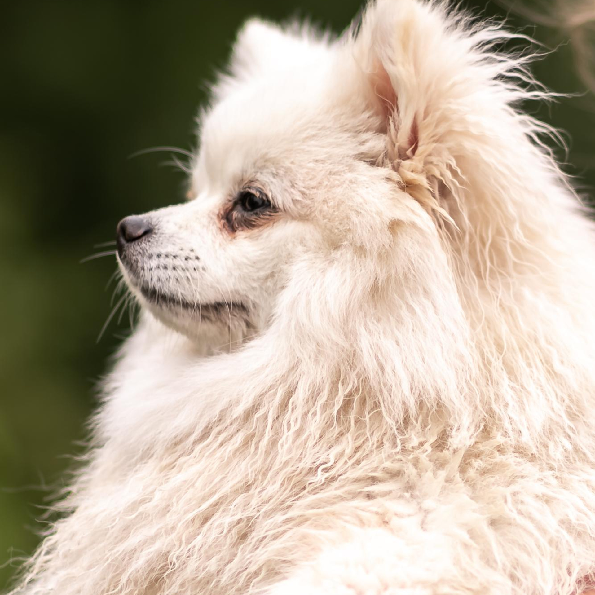 Отзывы. Фотограф крещения и венчания Антонова Надежда г. Москва