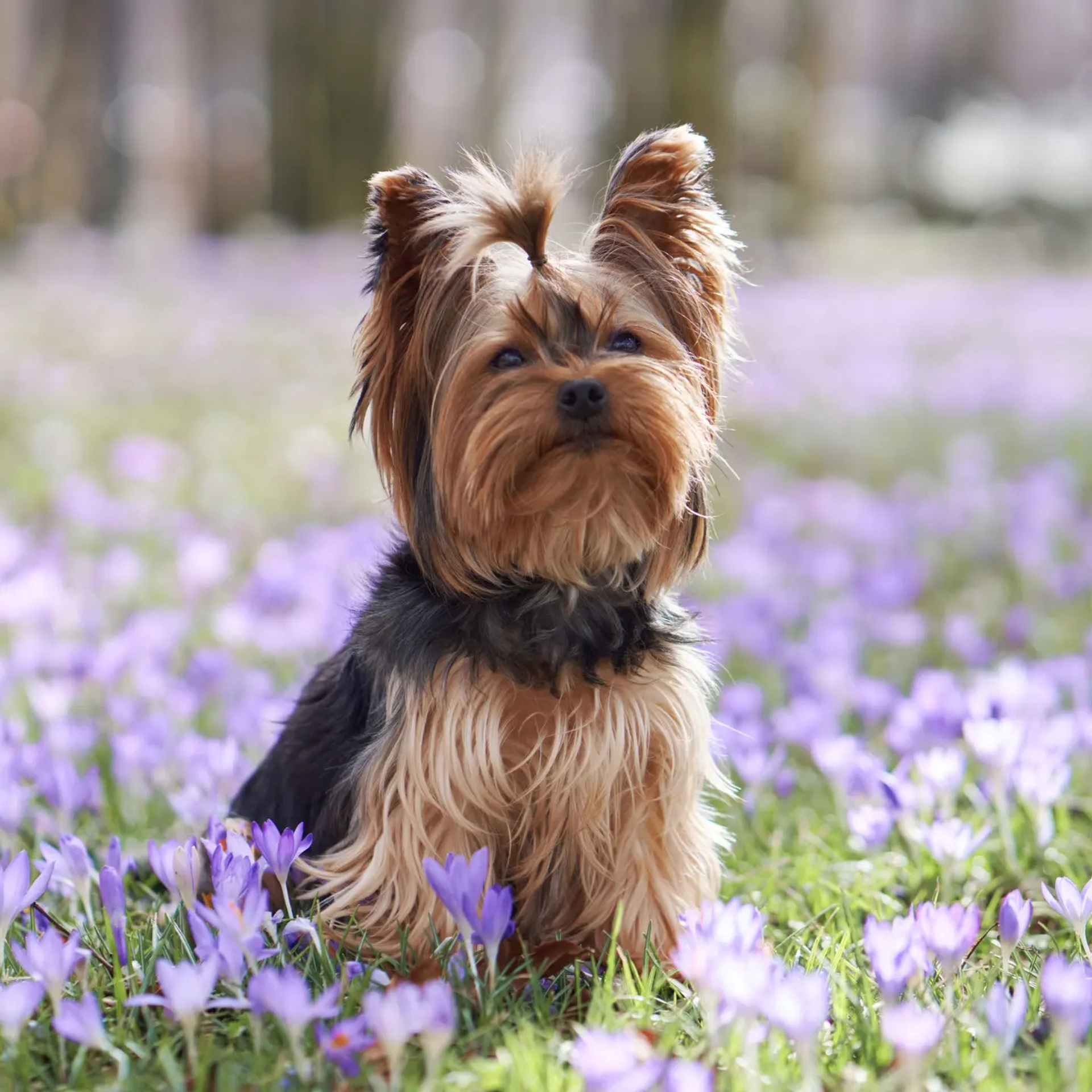 Reviews about the photographer Anna Averianova. Dog photographer from. Dog photographer Averianova Anna — Art photography of dogs