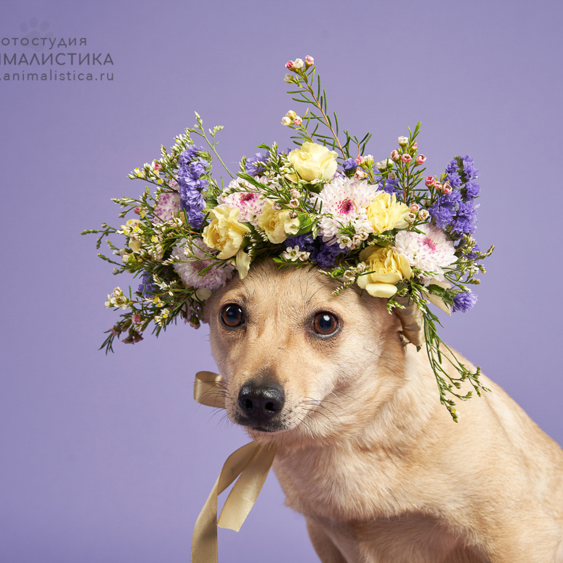 Reviews about the photographer Anna Averianova. Dog photographer from. Dog photographer Averianova Anna — Art photography of dogs