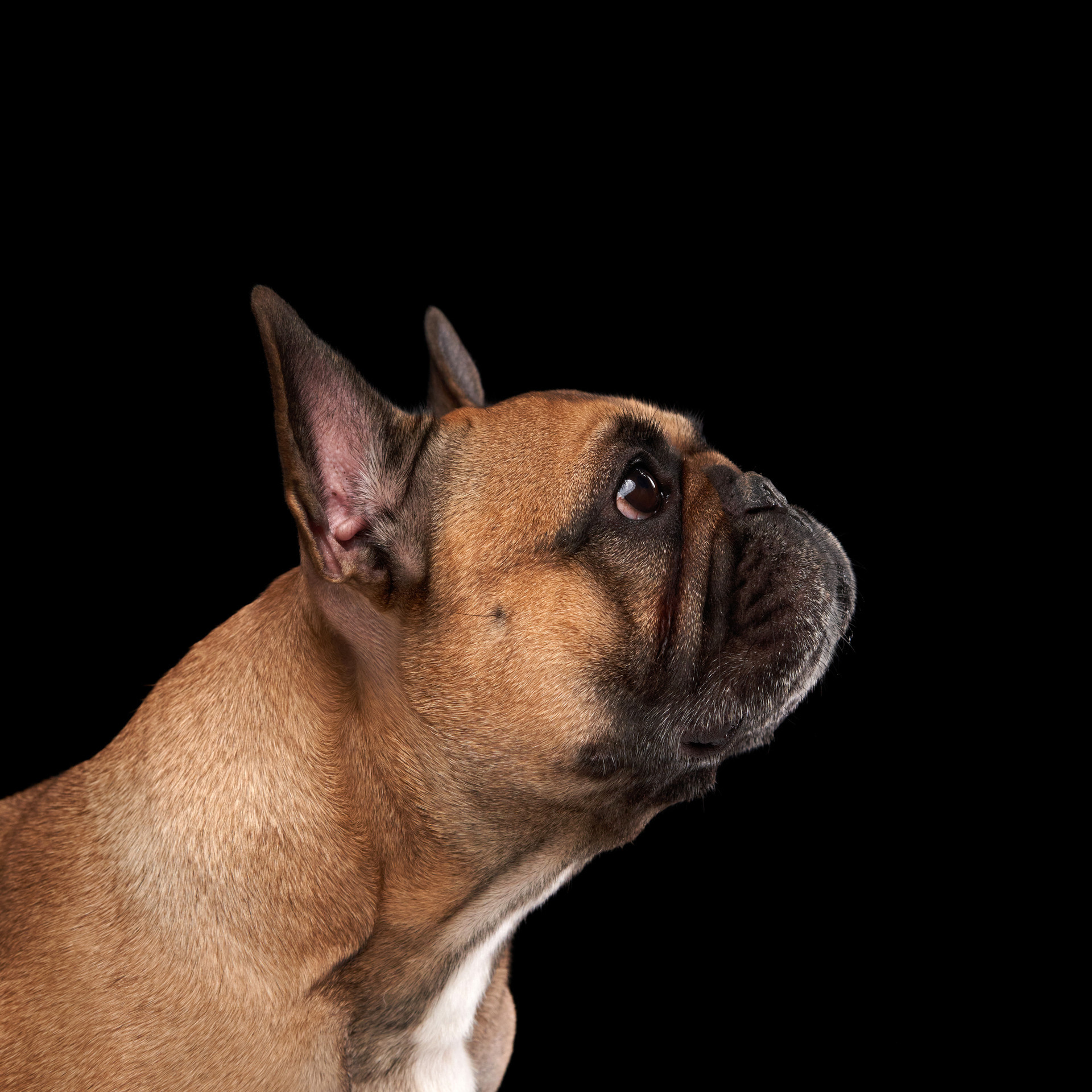 Reviews about the photographer Anna Averianova. Dog photographer from. Dog photographer Averianova Anna — Art photography of dogs