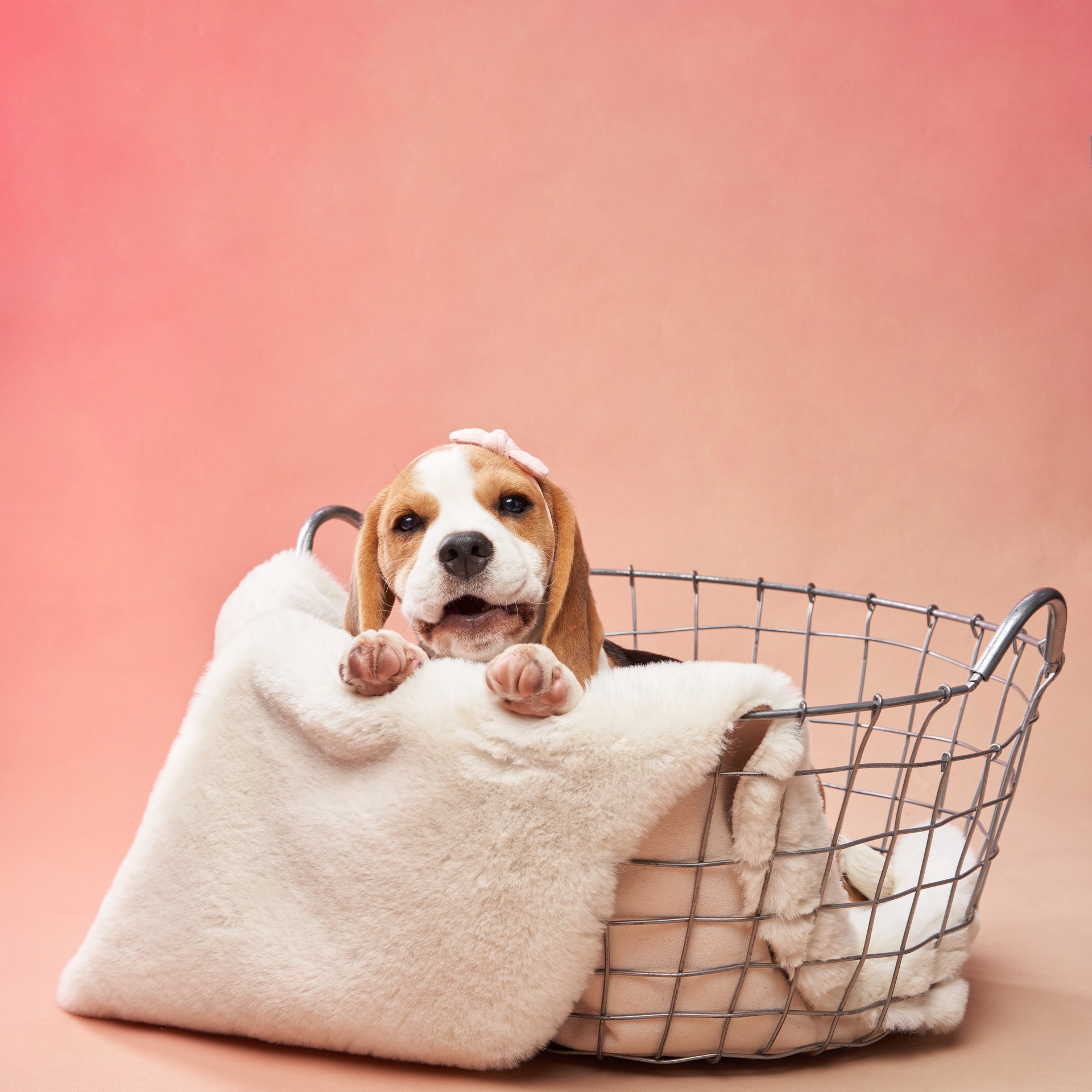 Reviews about the photographer Anna Averianova. Dog photographer from. Dog photographer Averianova Anna — Art photography of dogs