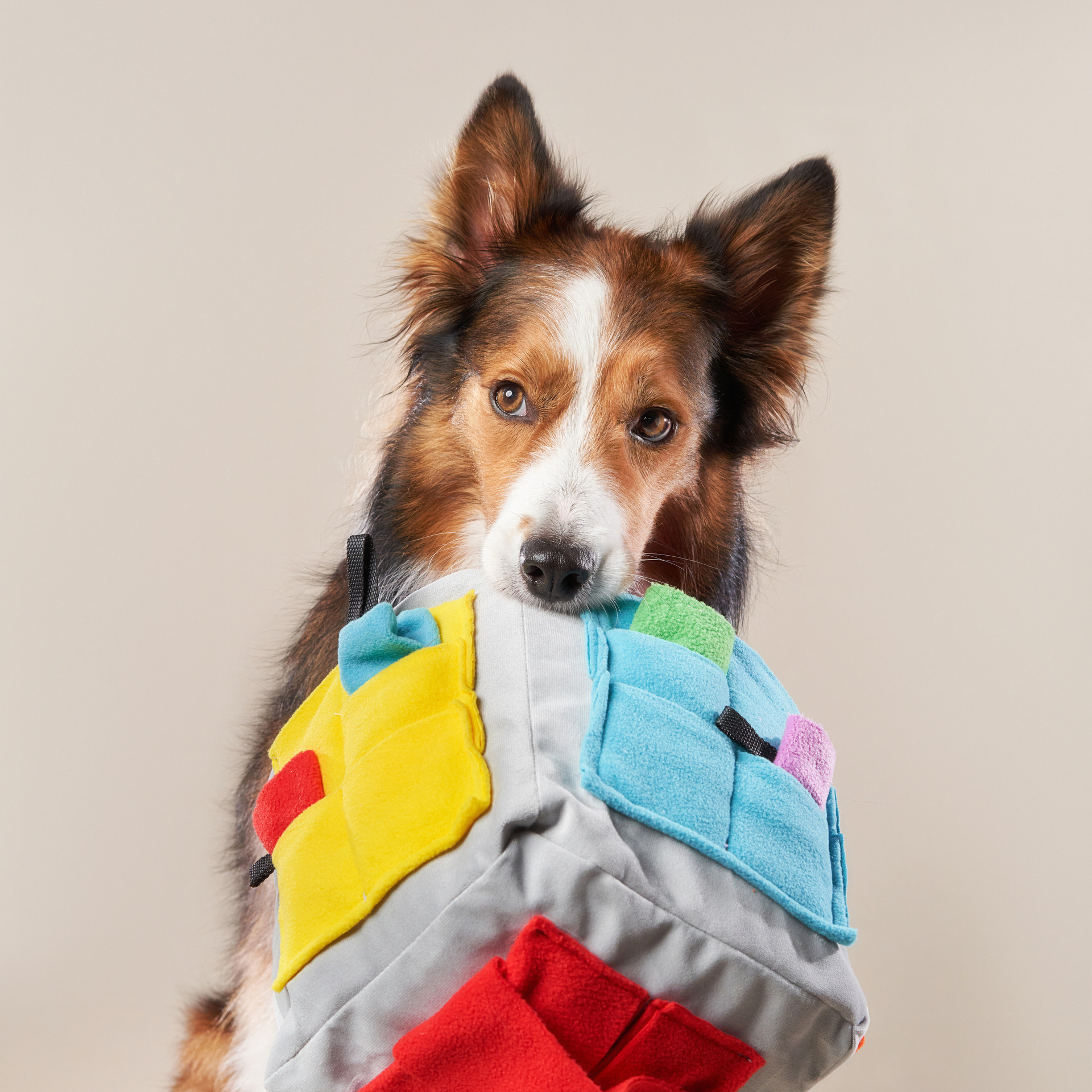 Reviews about the photographer Anna Averianova. Dog photographer from. Dog photographer Averianova Anna — Art photography of dogs