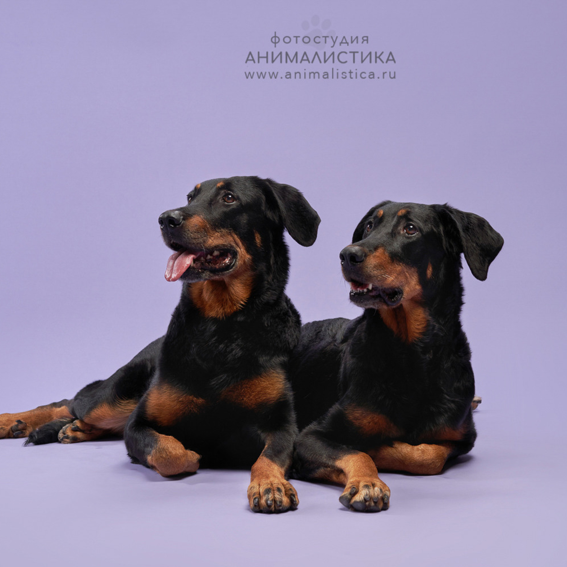 Reviews about the photographer Anna Averianova. Dog photographer from. Dog photographer Averianova Anna — Art photography of dogs