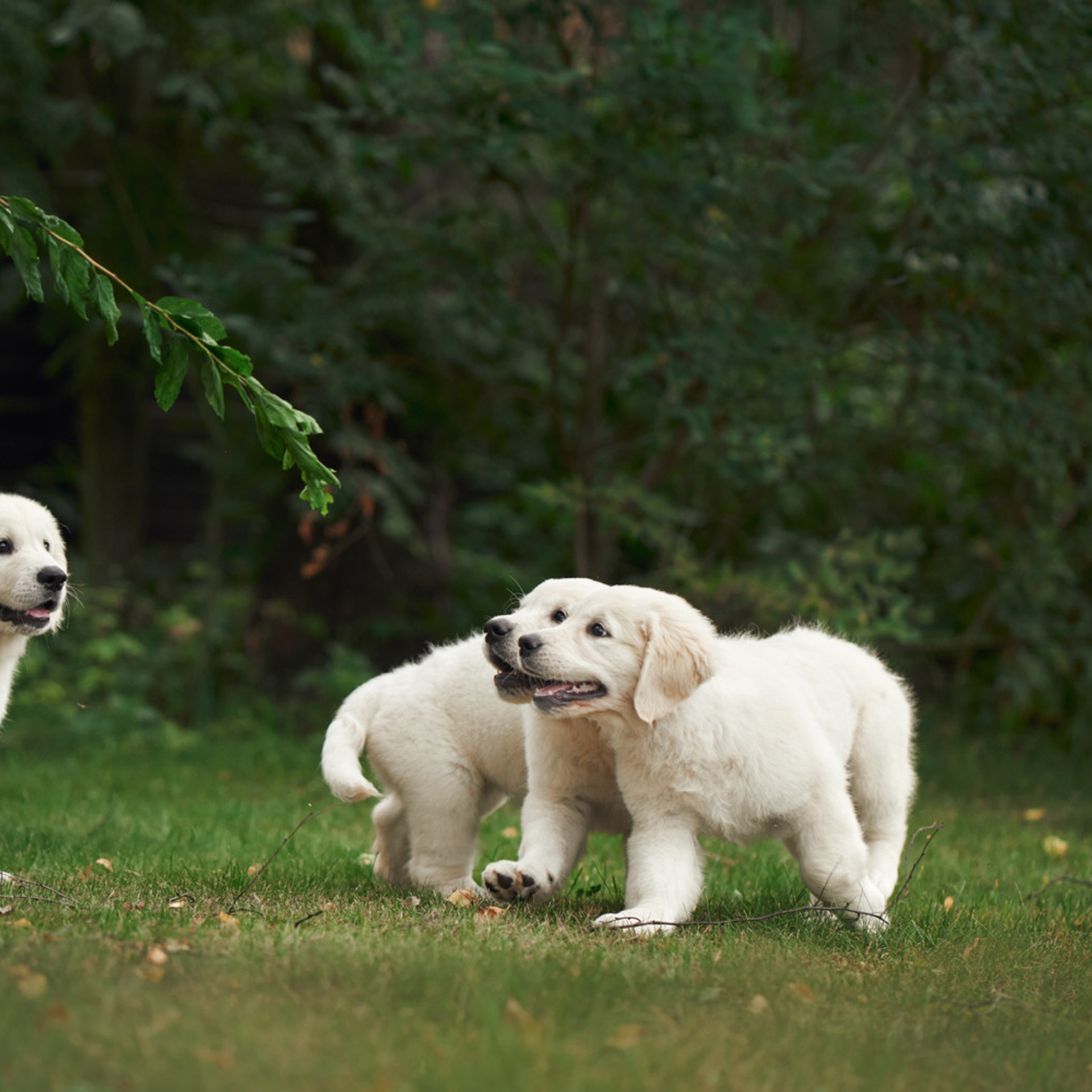 Reviews about the photographer Anna Averianova. Dog photographer from. Dog photographer Averianova Anna — Art photography of dogs