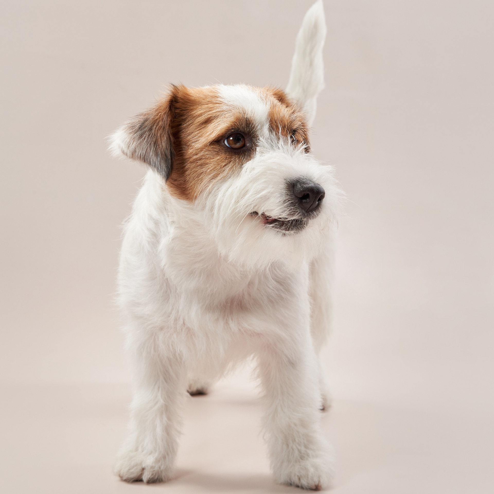 Reviews about the photographer Anna Averianova. Dog photographer from. Dog photographer Averianova Anna — Art photography of dogs