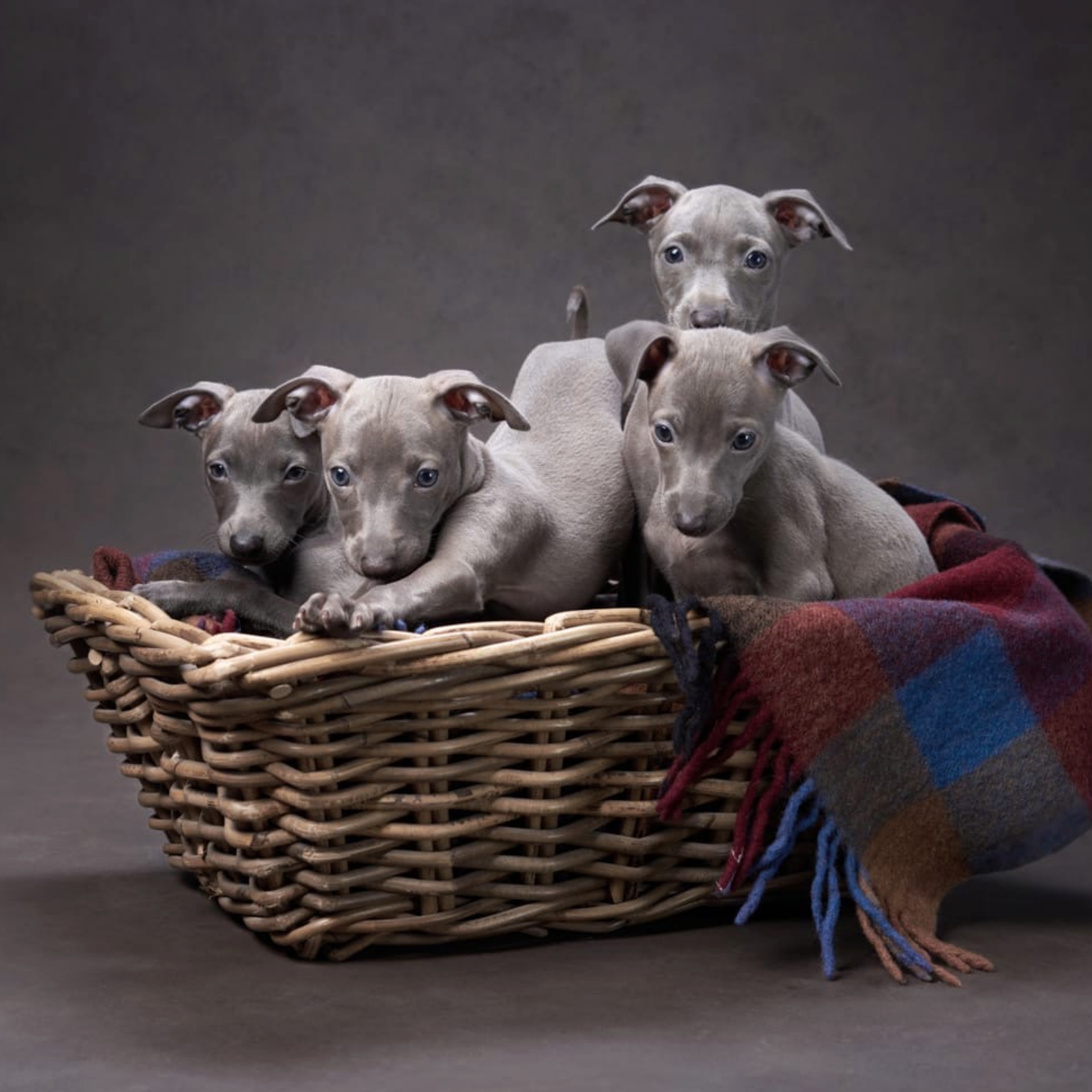 Reviews about the photographer Anna Averianova. Dog photographer from. Dog photographer Averianova Anna — Art photography of dogs