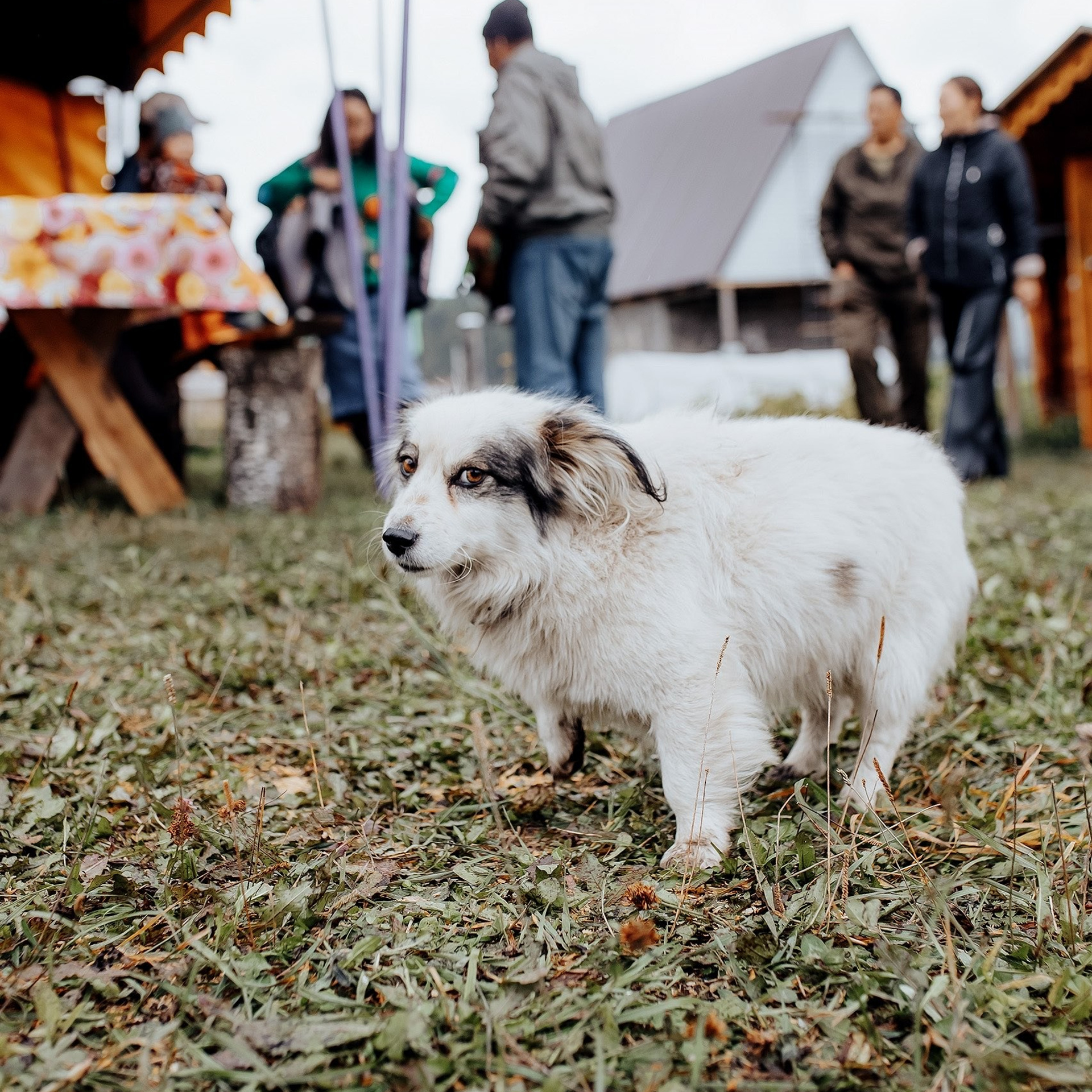 Койу Кочо. Фотограф Алтай — Айсур Баксаргин