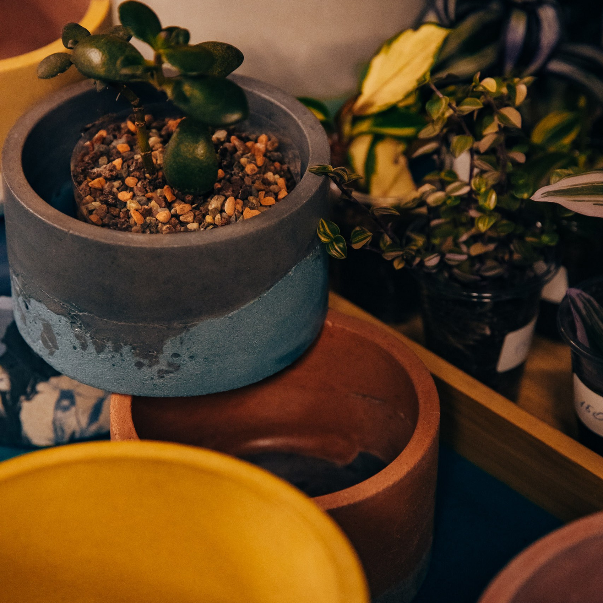 «IskraMarket» | № 2. Фотограф Алтай — Айсур Баксаргин