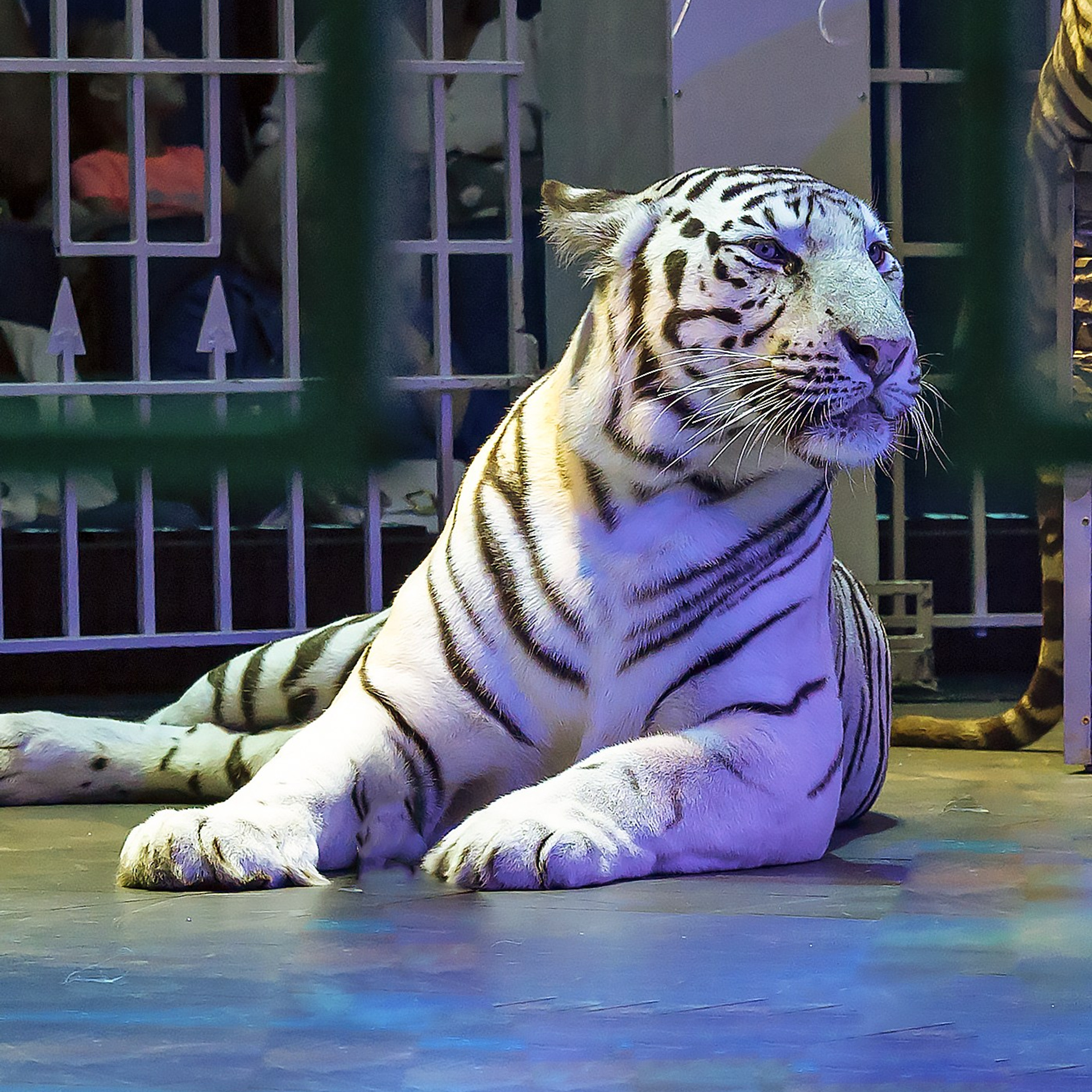 🍭Вкусное шоу «WOW»🍫. Фотограф Андрей Пухов (Jazz)