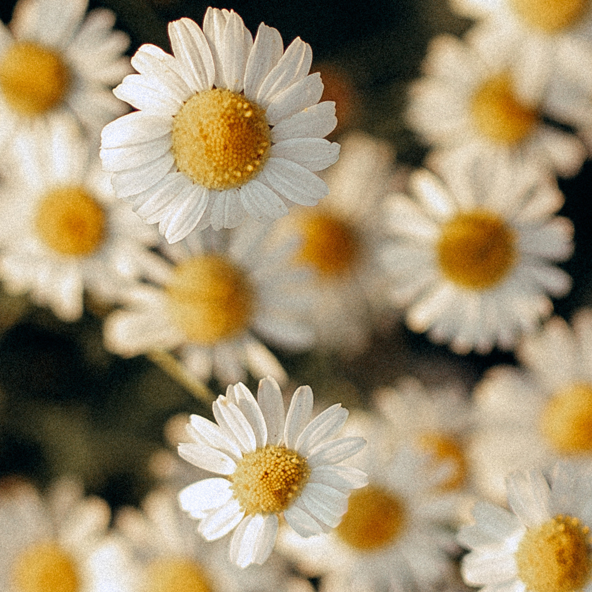 Анна и семья