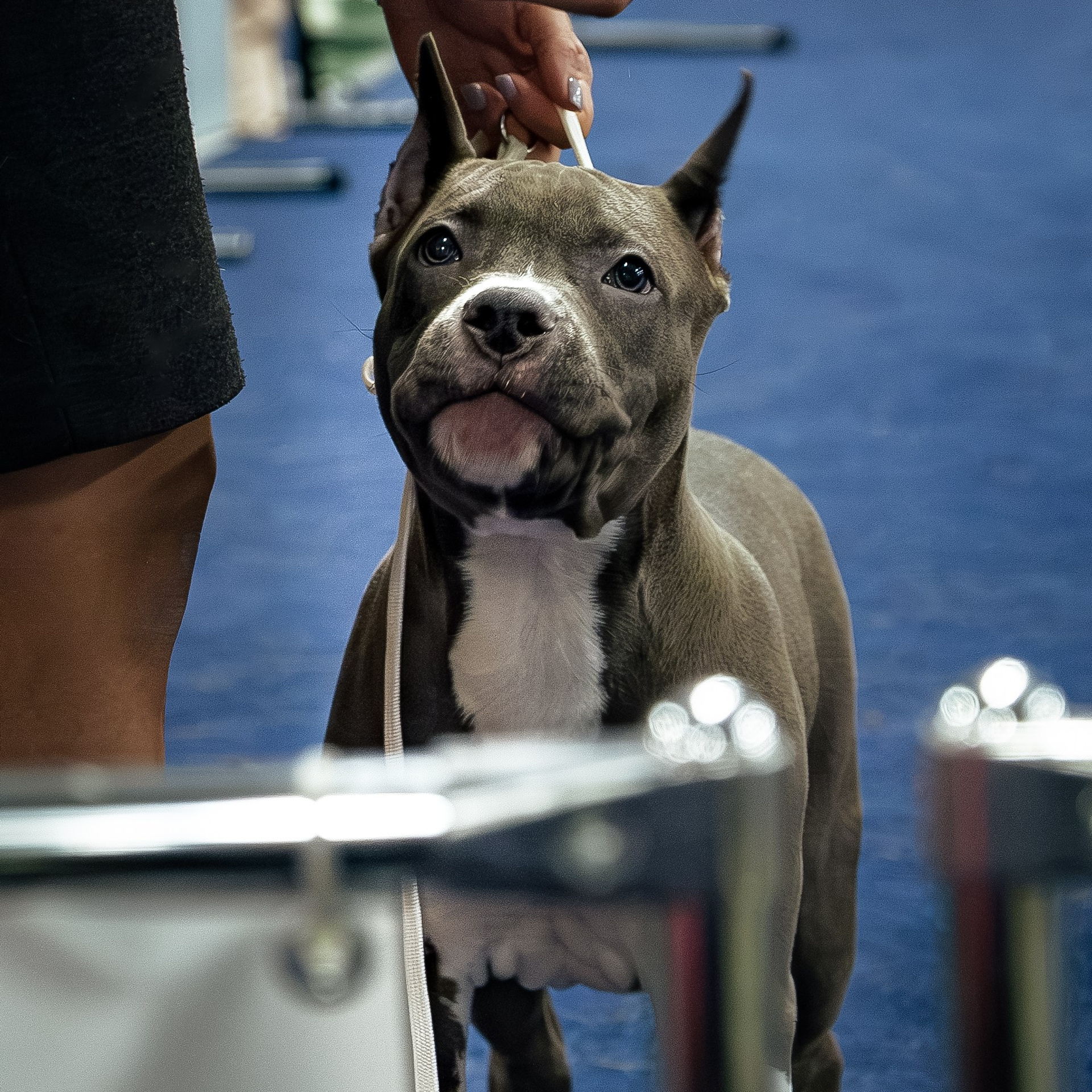 Выставка собак. Сфера. 17.12.2023