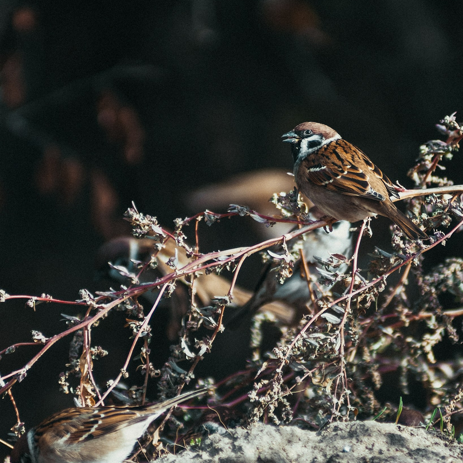 Дима. Андрей Сливенко. Свадебный фотограф и видеограф в Волгодонске и Ростове-на-Дону