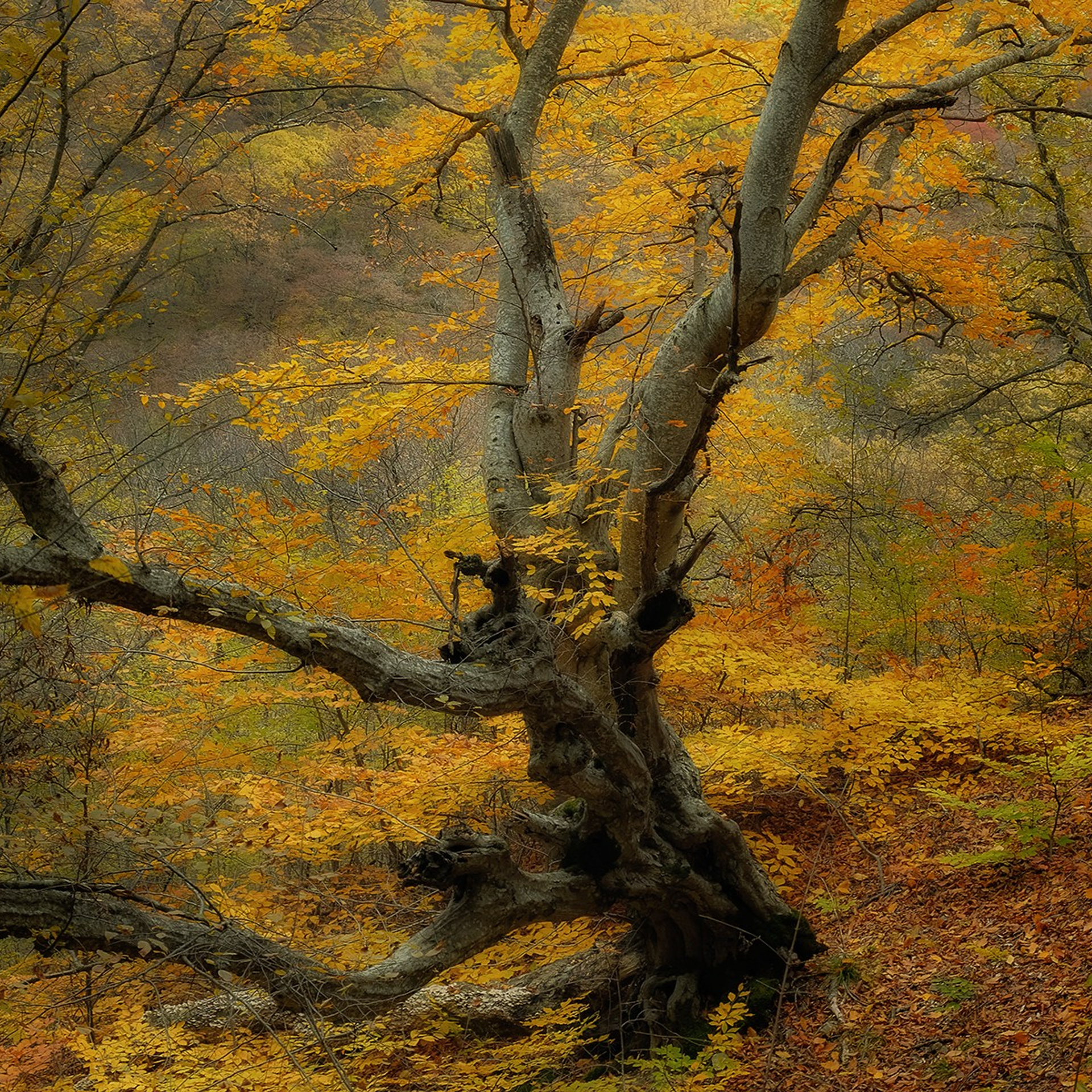 Грузия. Пейзажный фотограф Олеся Федосеенкова. Фудфотограф в Туапсе, Краснодар
