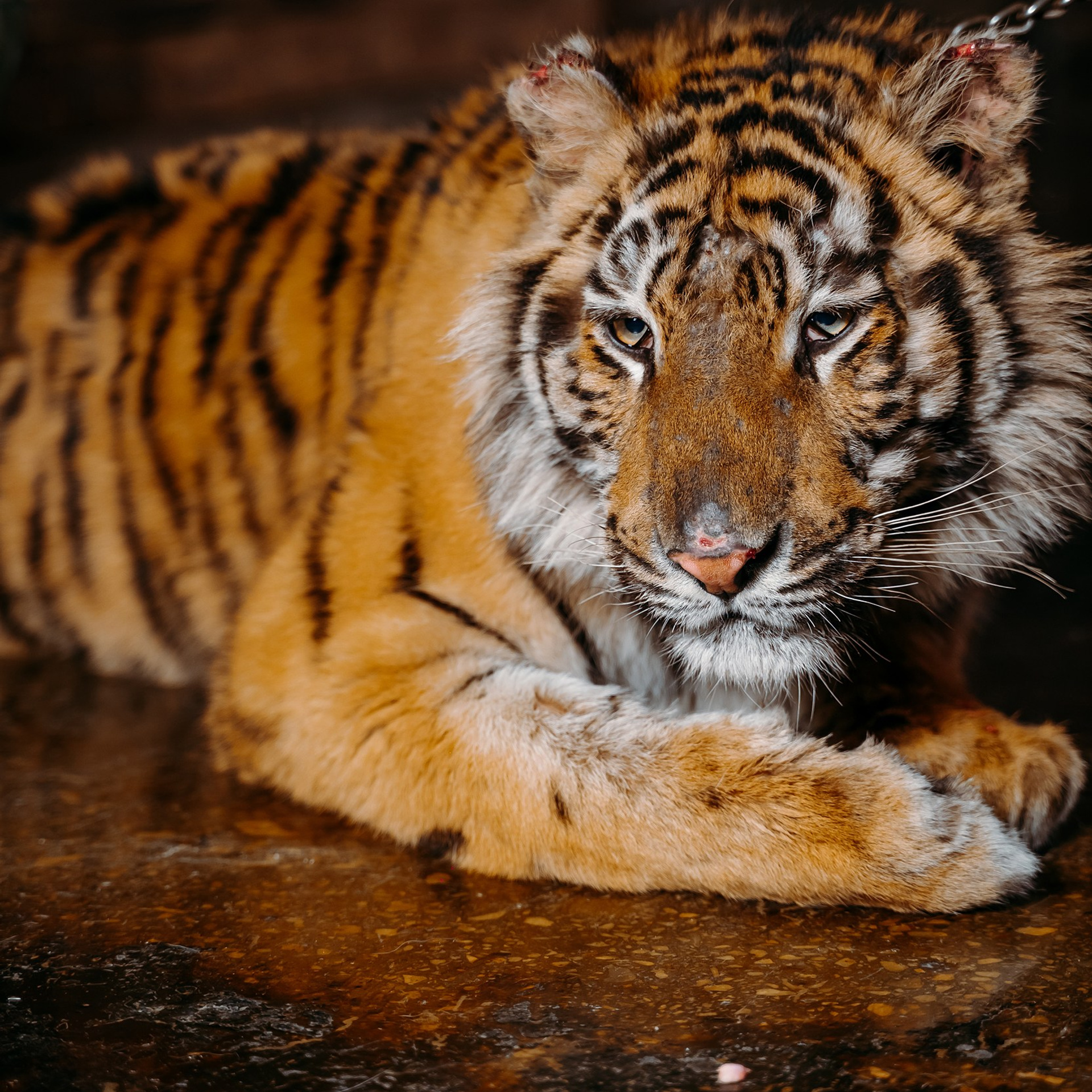 День Рождения Степана. Репортажный фотограф в Санкт-Петербурге | Влад Грунь