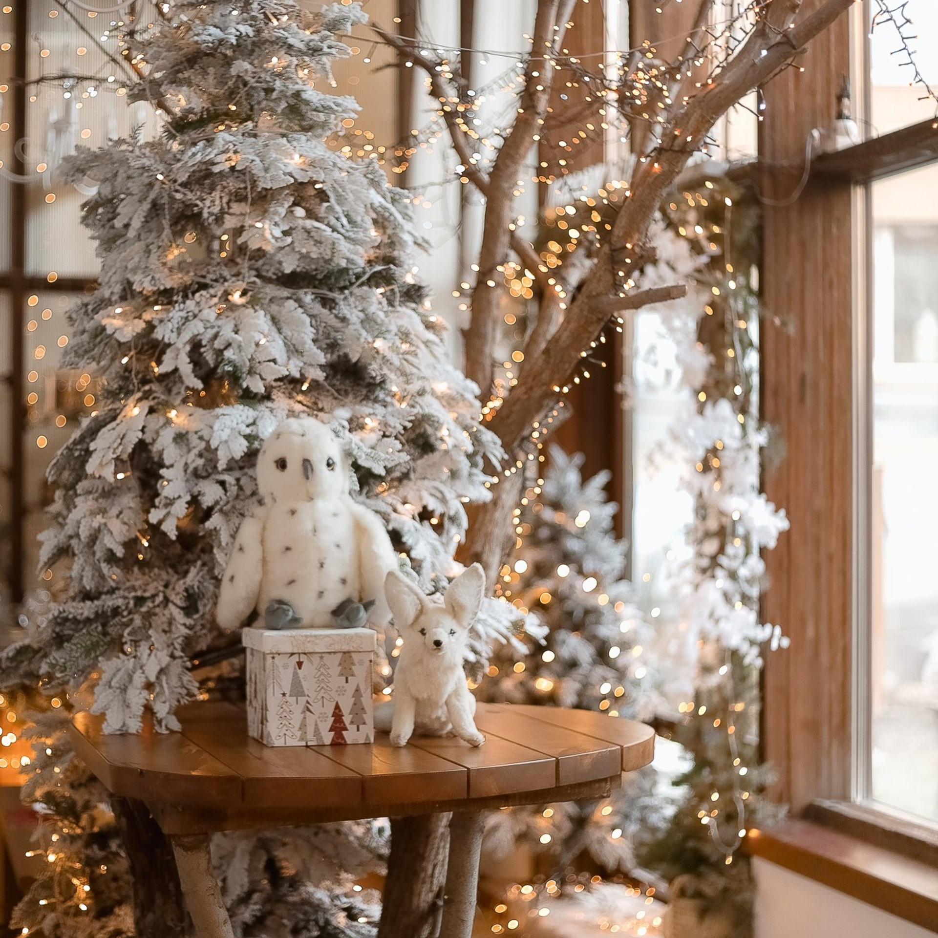 «Зимний сад»