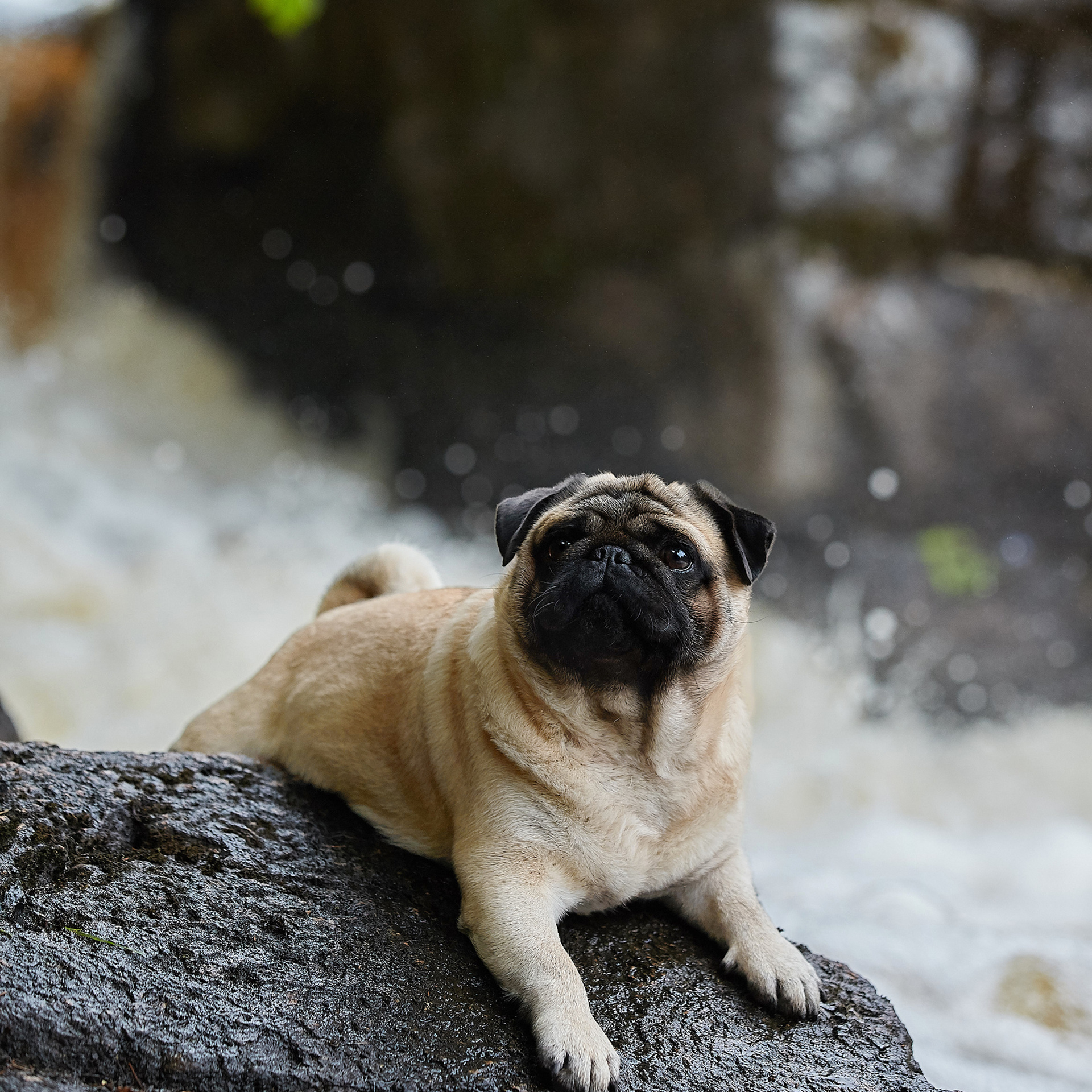 Мастер Класс в Выборге 07.07.19. Фотограф анималист в Санкт-Петербурге Светлана Писарева