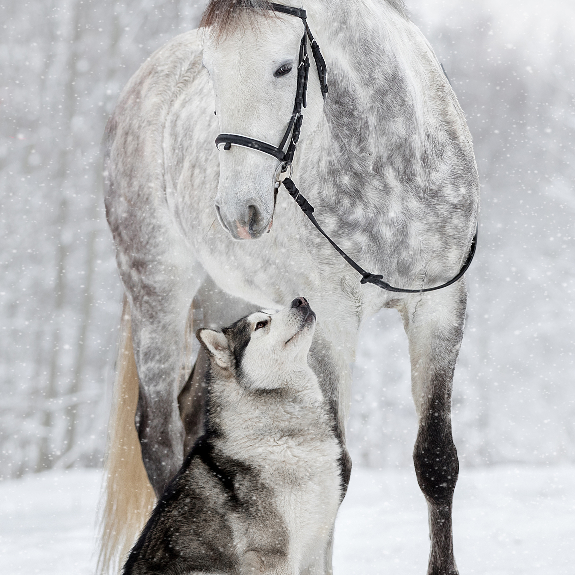 Отзывы. Фотограф анималист в Санкт-Петербурге Светлана Писарева